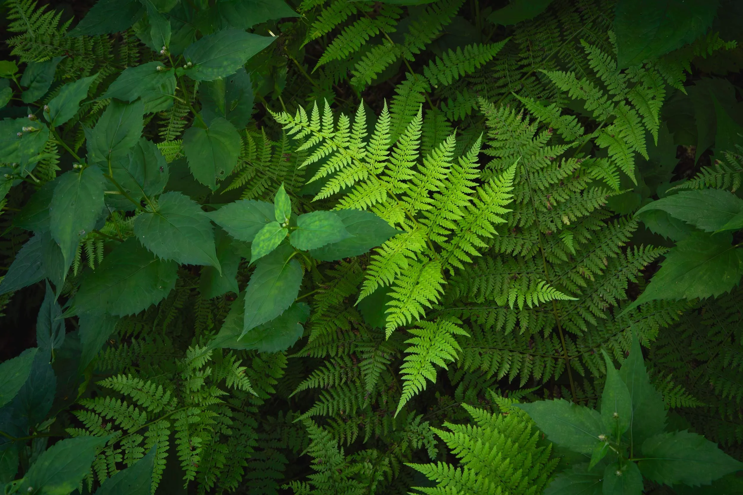 Ferns and Asters at Craggy Gardens