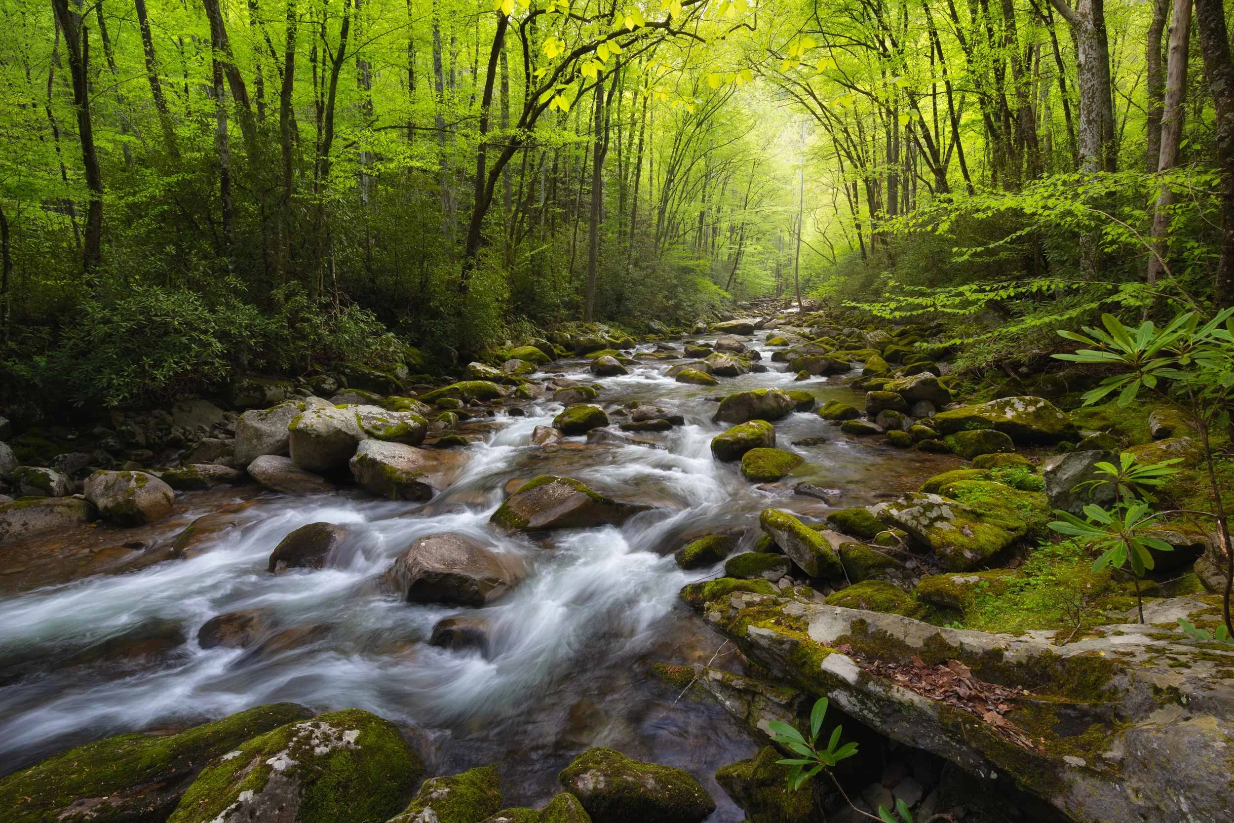 Spring Cathedral at Big Creek GSMNP