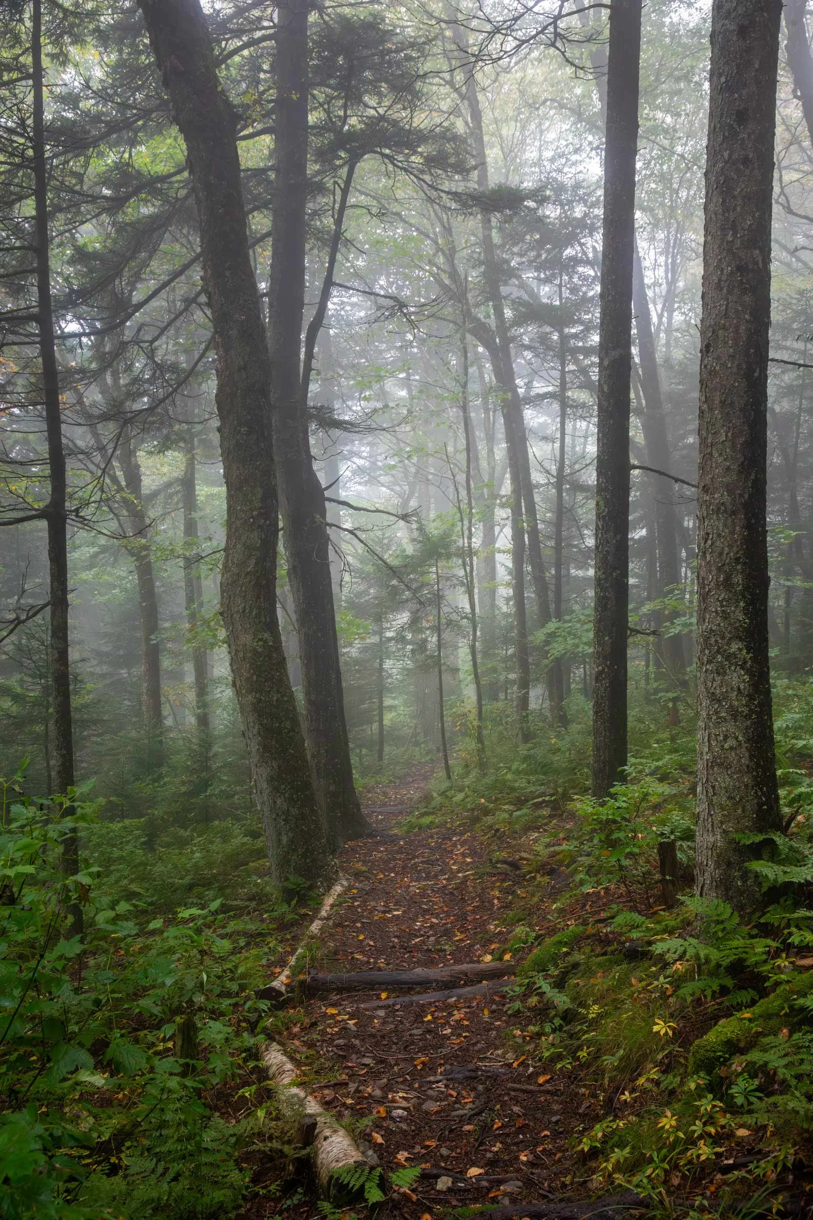 Mountains to Sea Trail, Mt. Mitchell N.C.