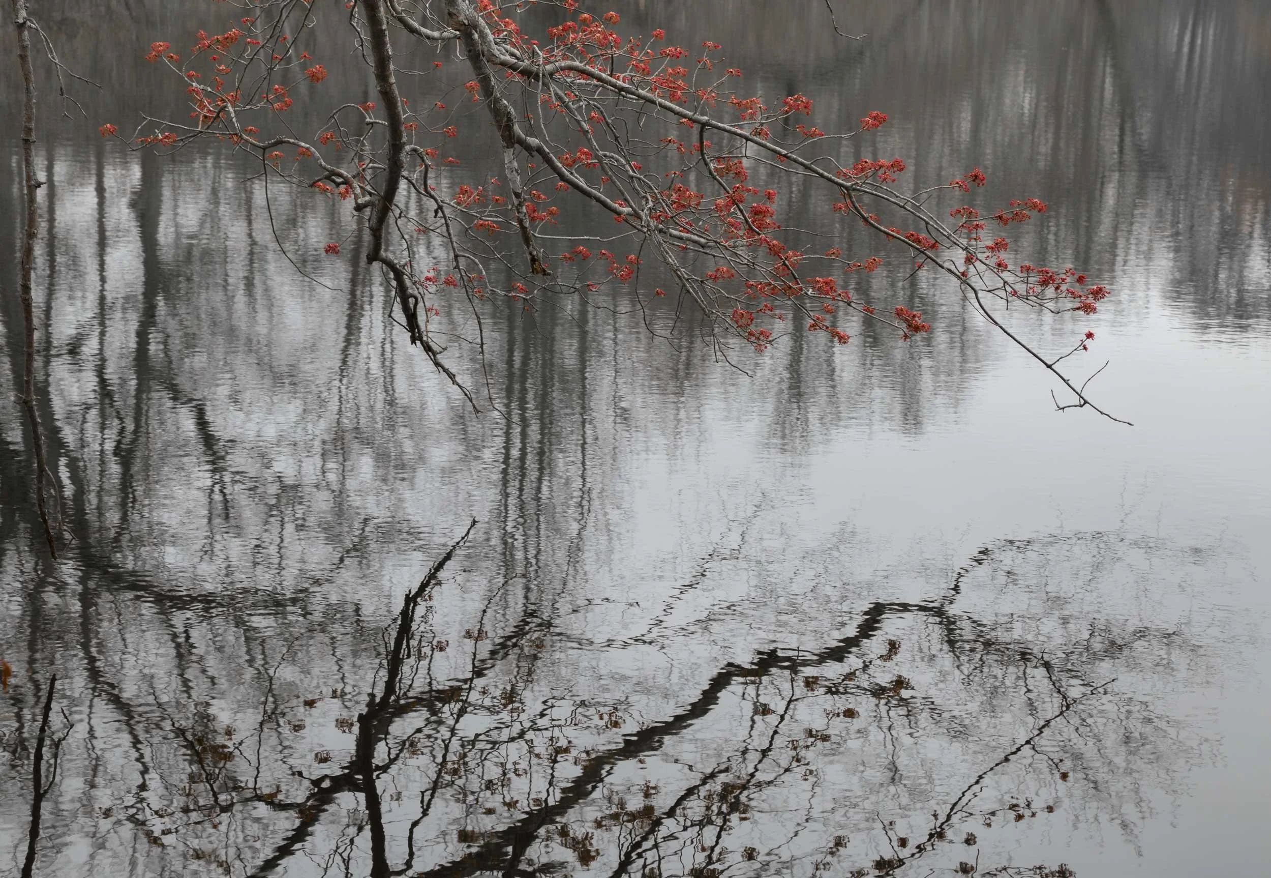 Early Spring at the Lagoon