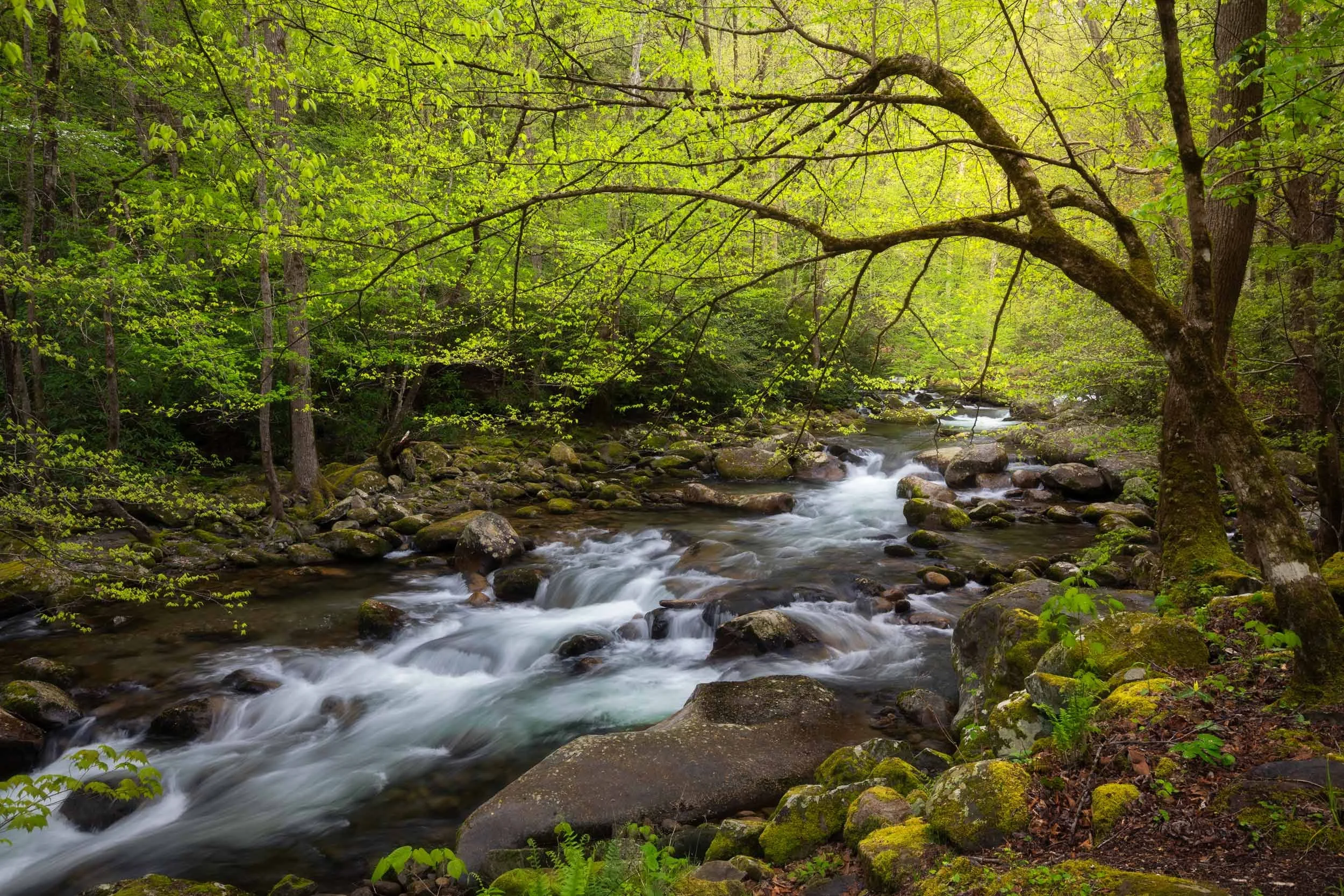 April Glow at Big Creek GSMNP