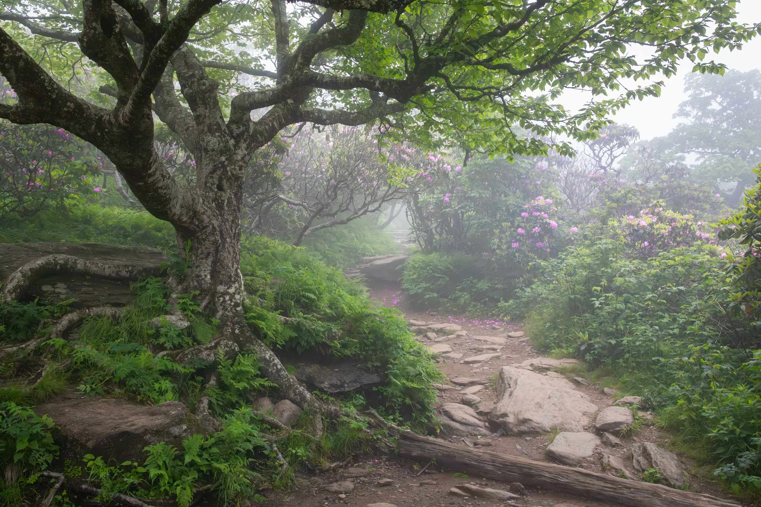 Craggy Gardens Pinnacle Trail, BRP