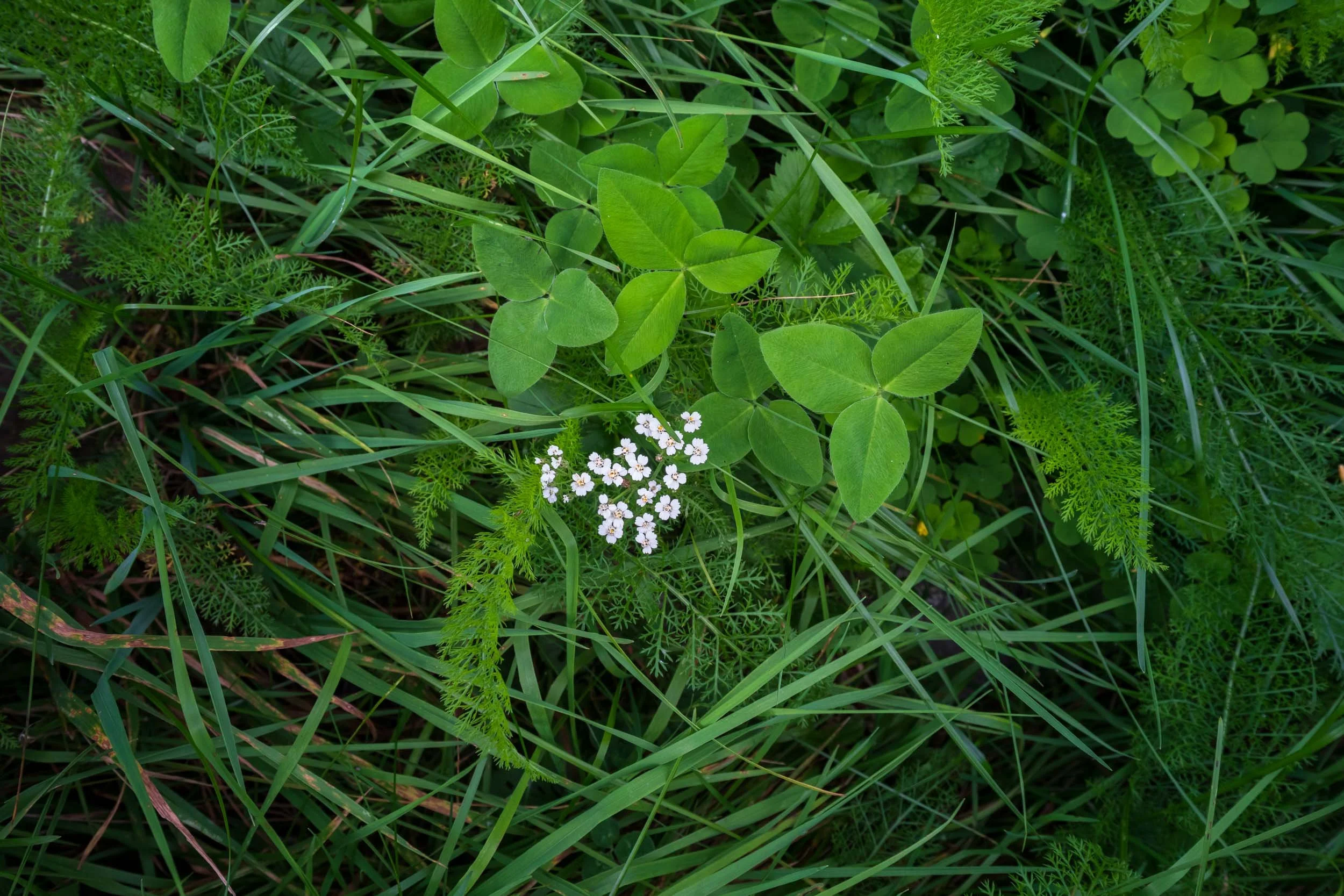 Mountain Yarrow Blooms and Clover
