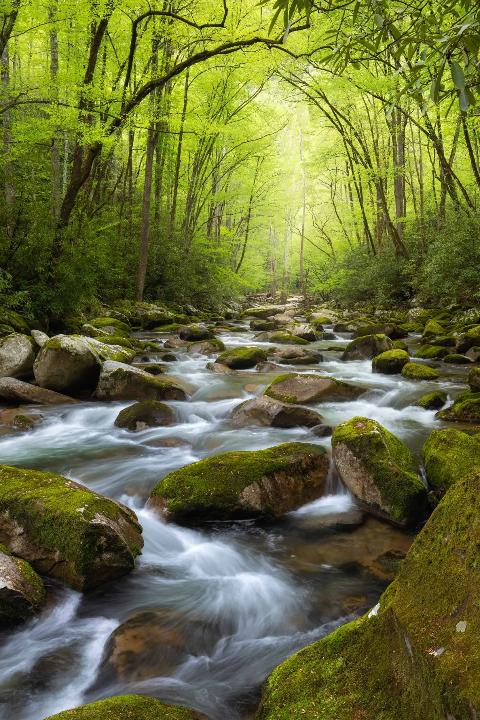 Spring Cathedral Portrait at Big Creek GSMNP