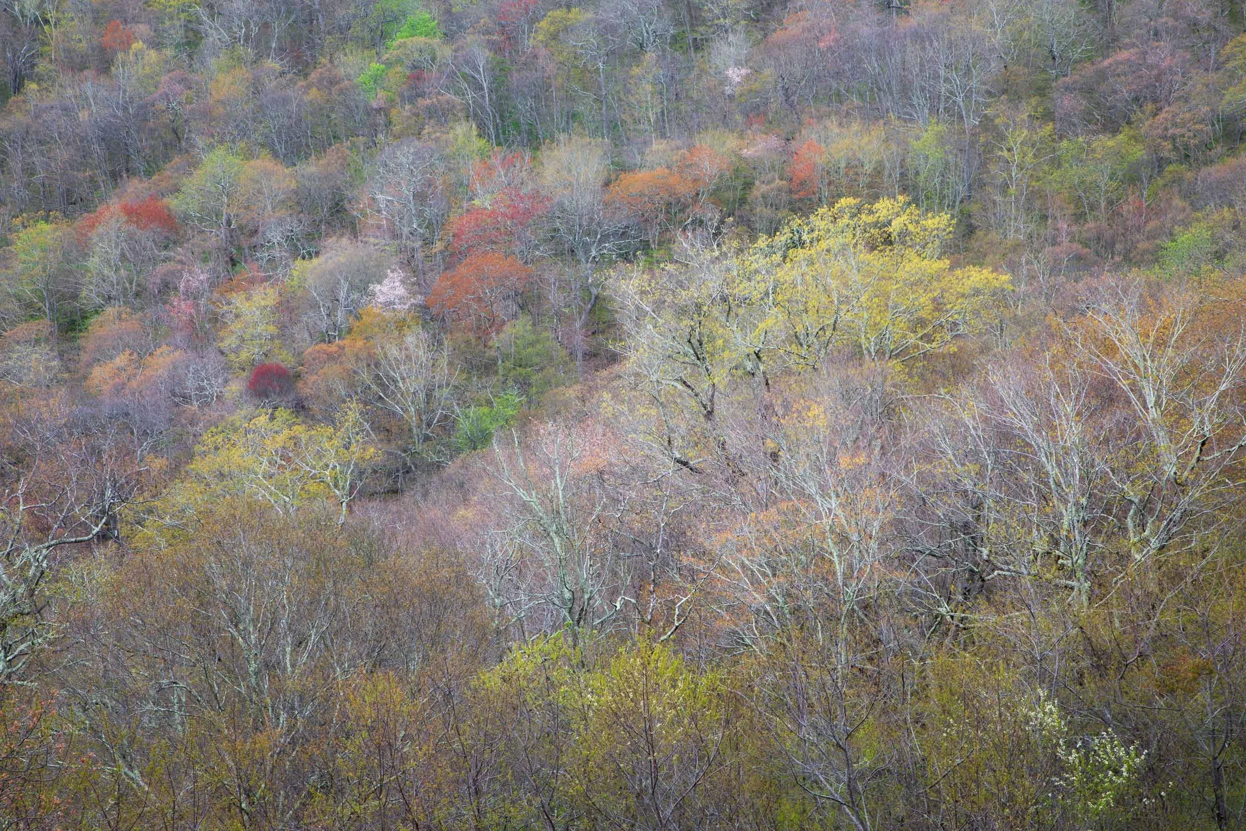 Craggy Gardens Spring Color
