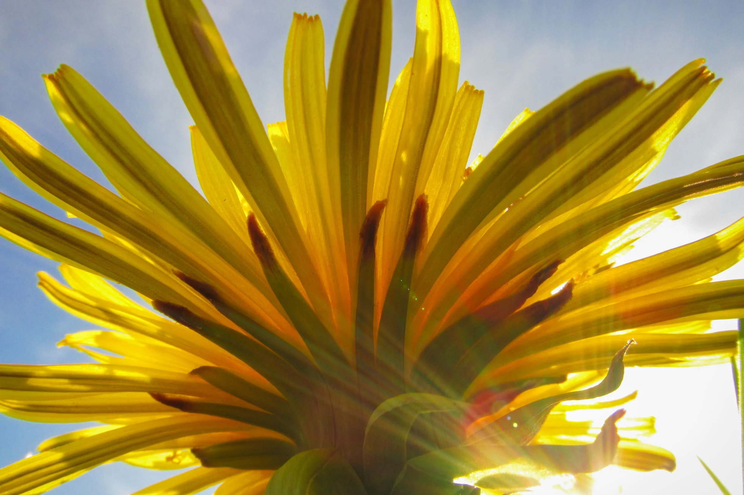 Dandelion Sunset