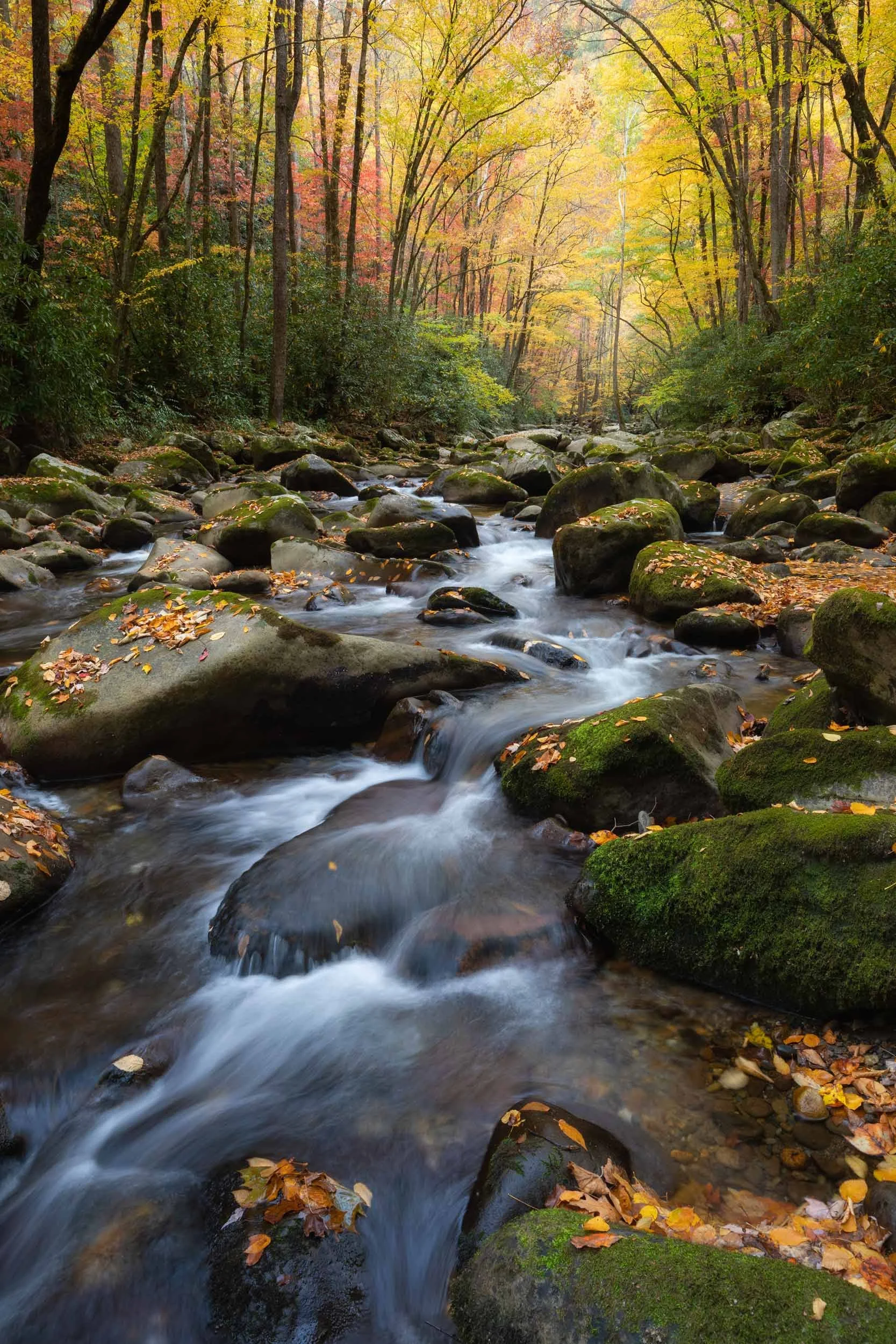 Big Creek Autumn Portrait