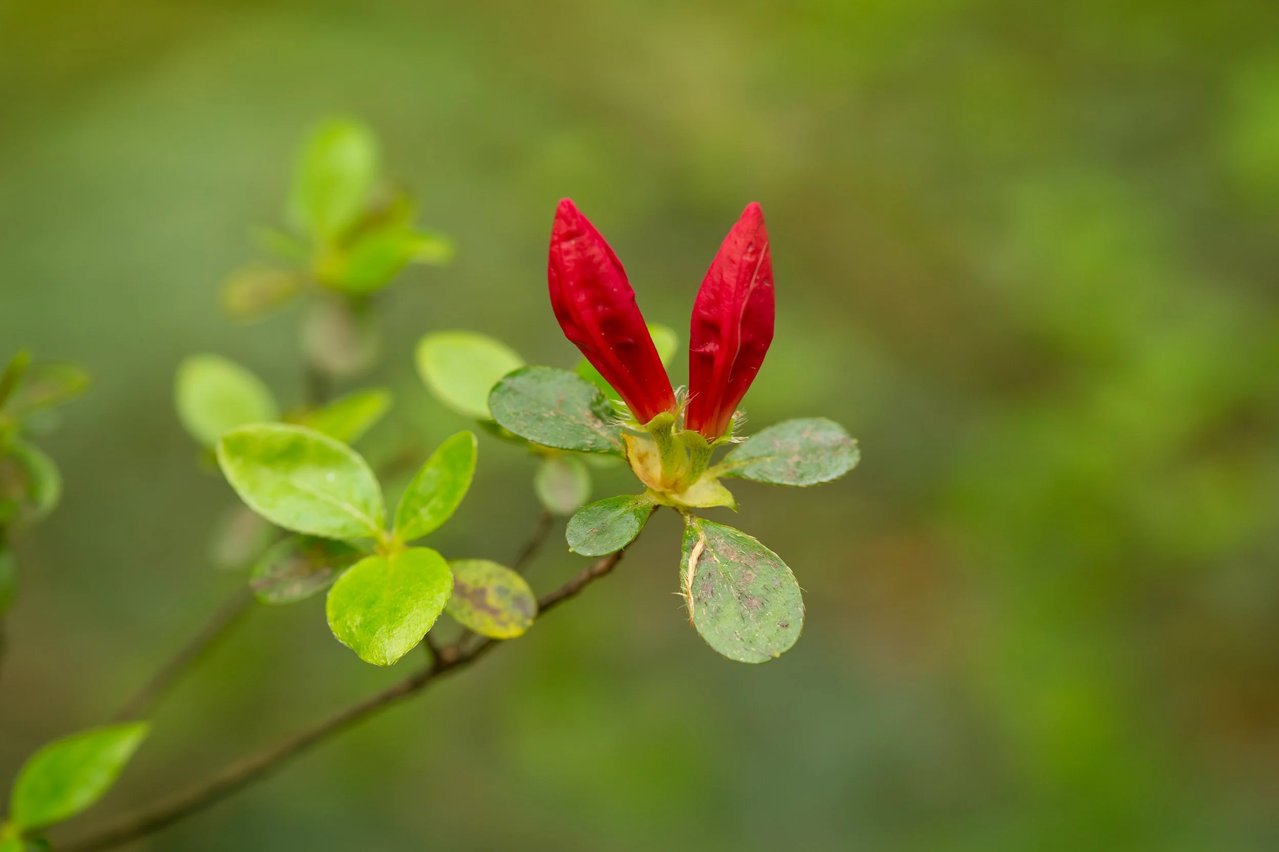  Azalea Bud, Biltmore Gardens