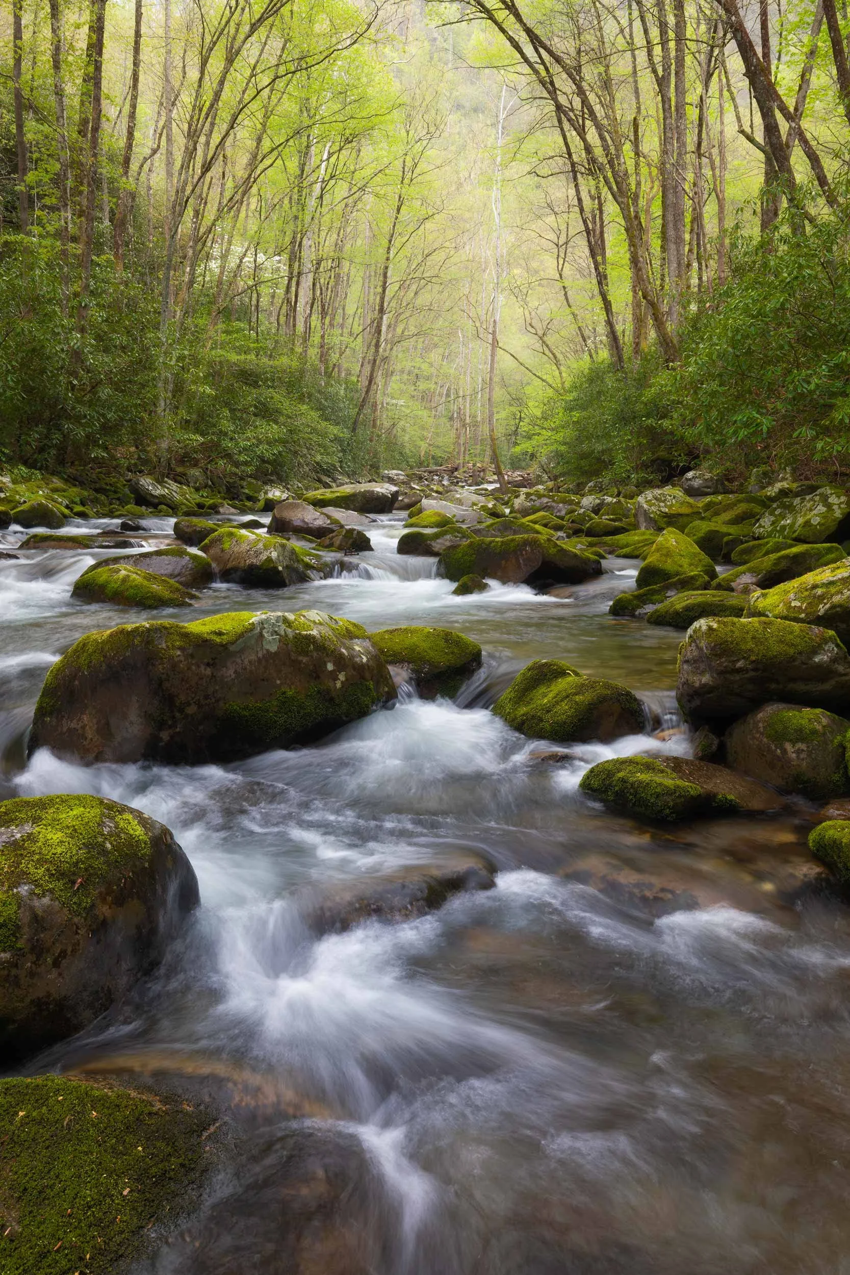 First Brush of Spring at Big Creek GSMNP