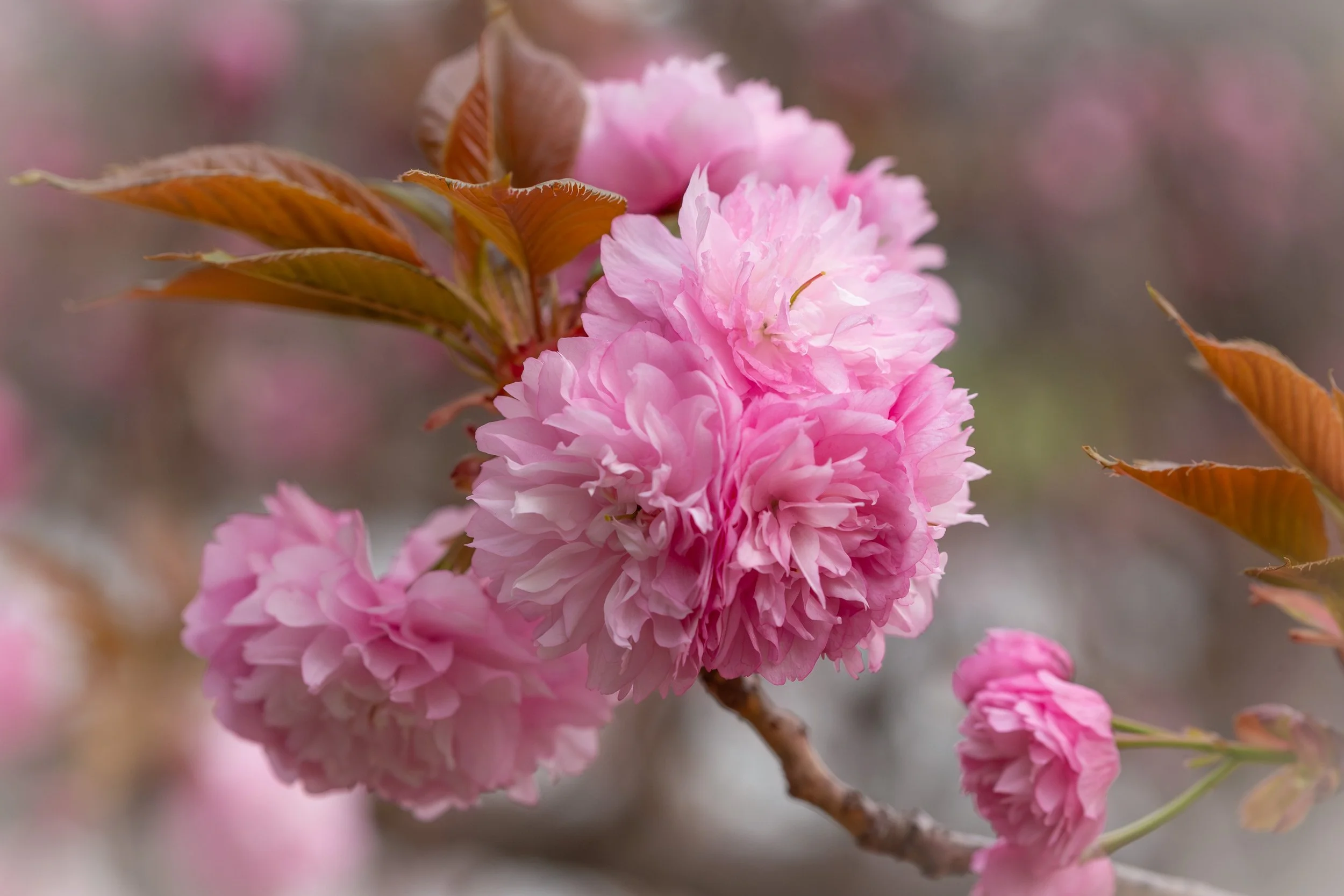Flowering Almond Tree 