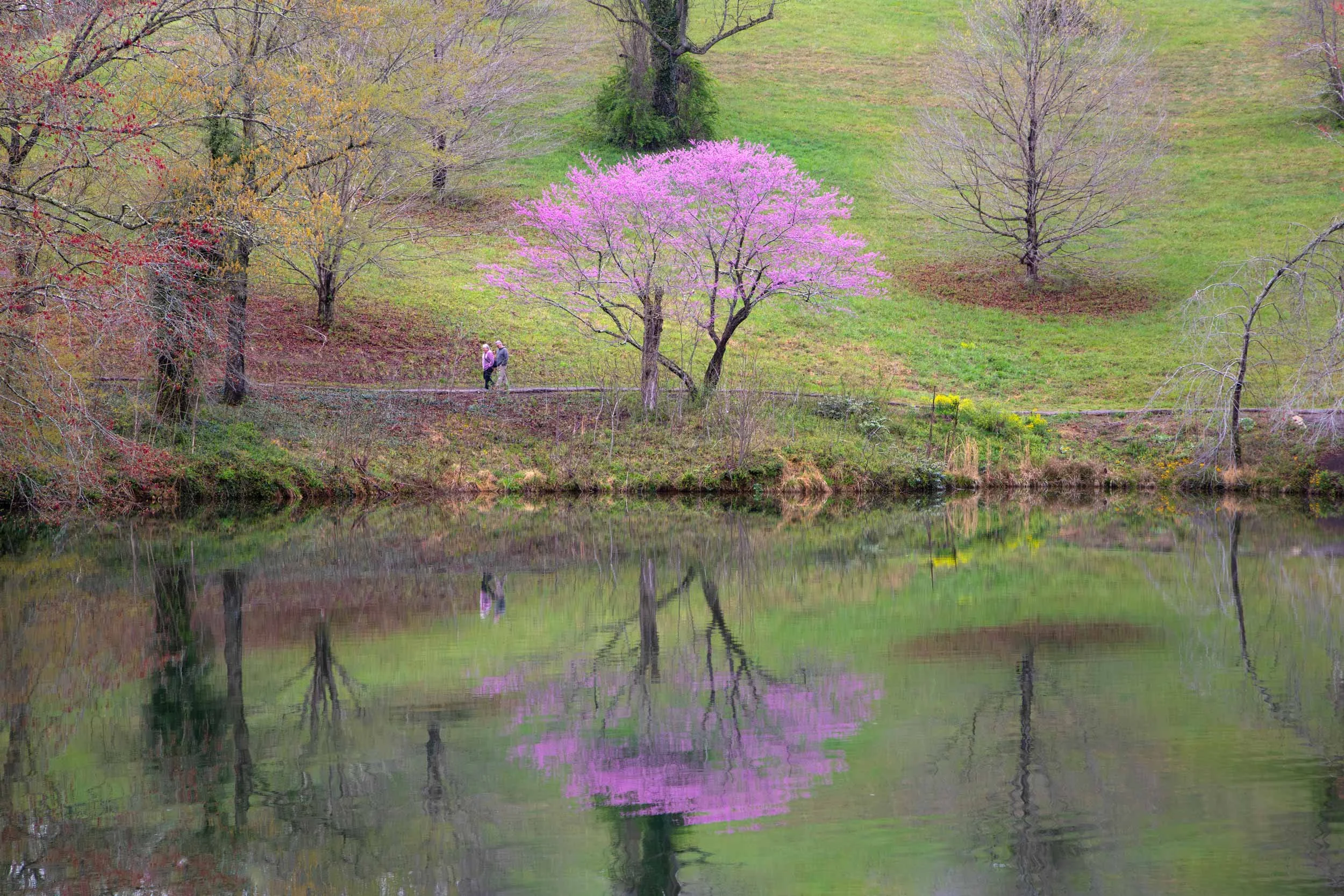 Bass Pond Redbud Tree