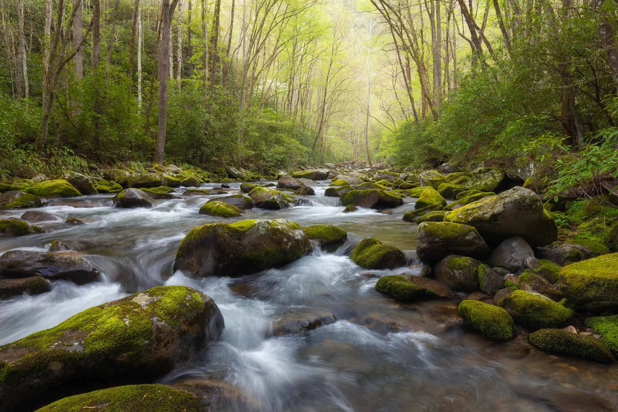 The Soft Brush of Spring at Big Creek, GSMNP