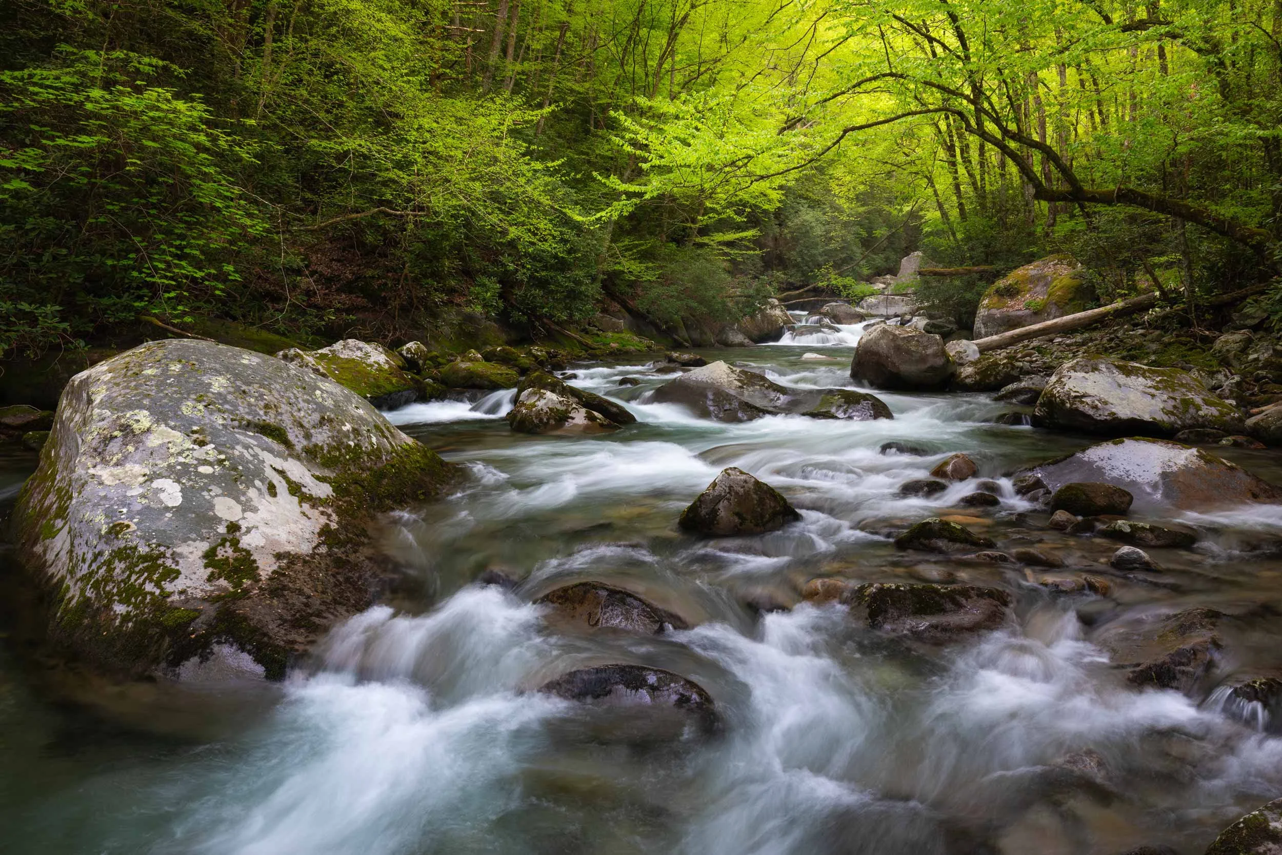 big-creek-spring-smokies3.jpg