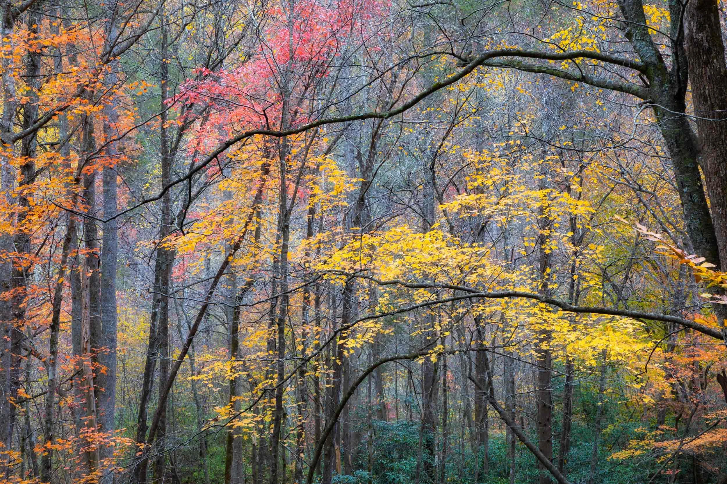Painted Forest at Curtis Creek N.C.