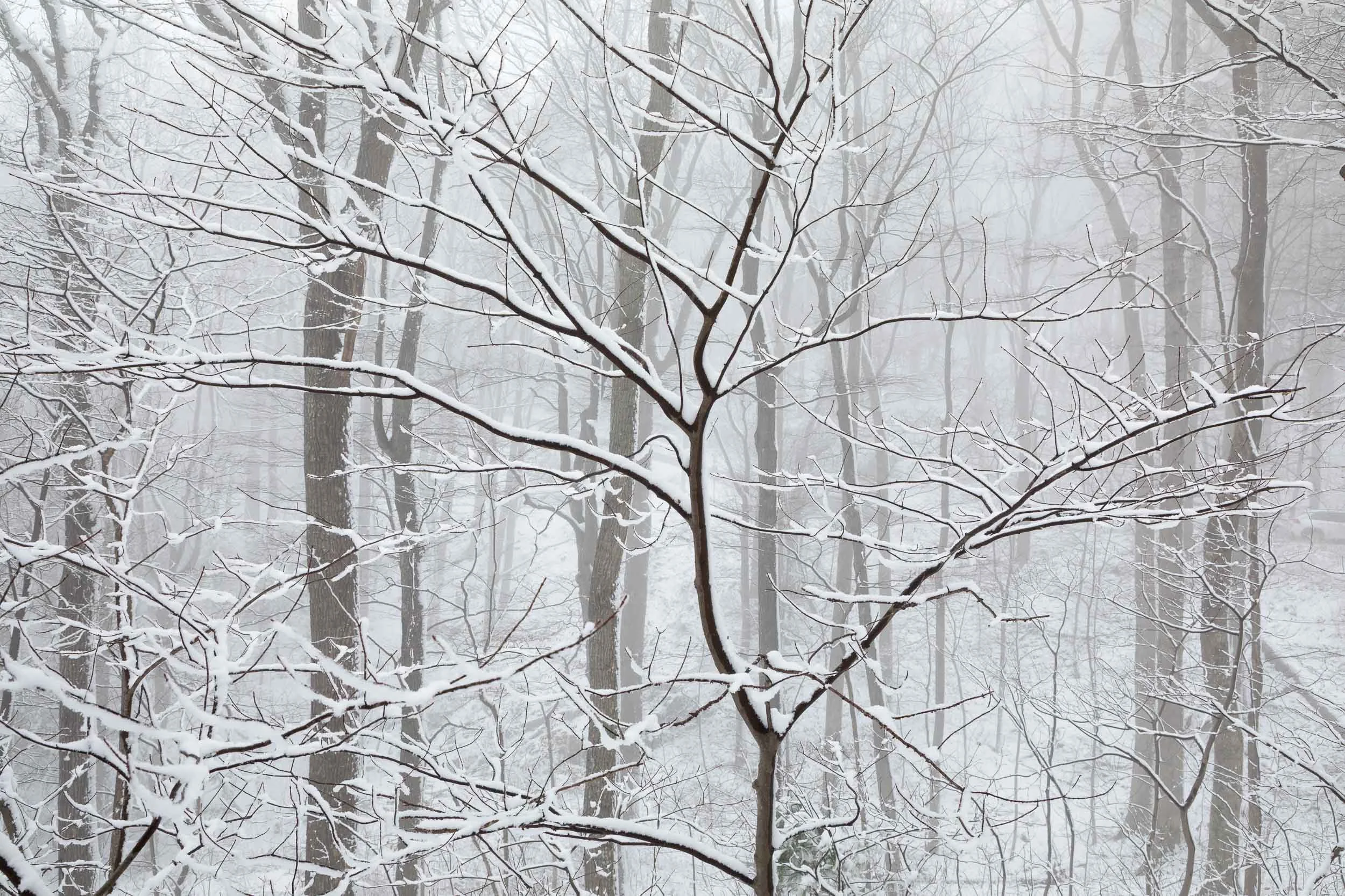 The Finest Silhouette 