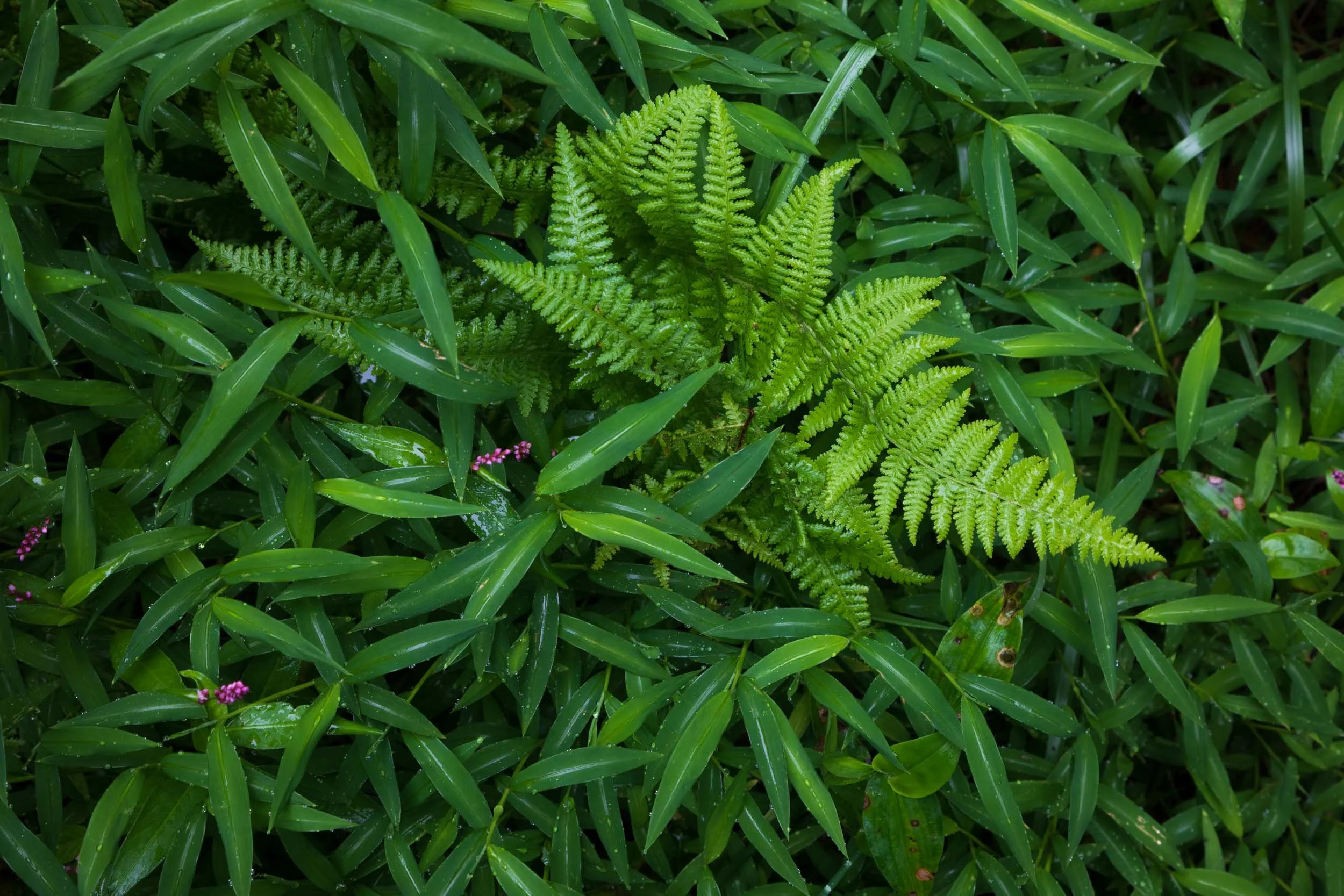 Japanese Stilt Grass and Ferns