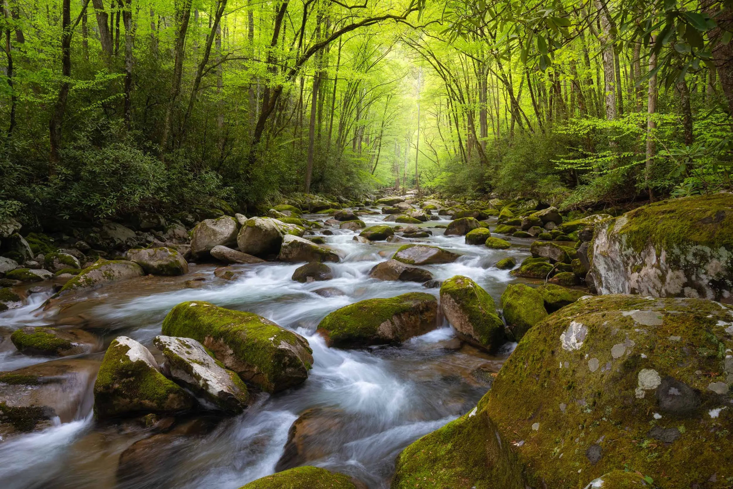 Big Creek Cathedral GSMNP