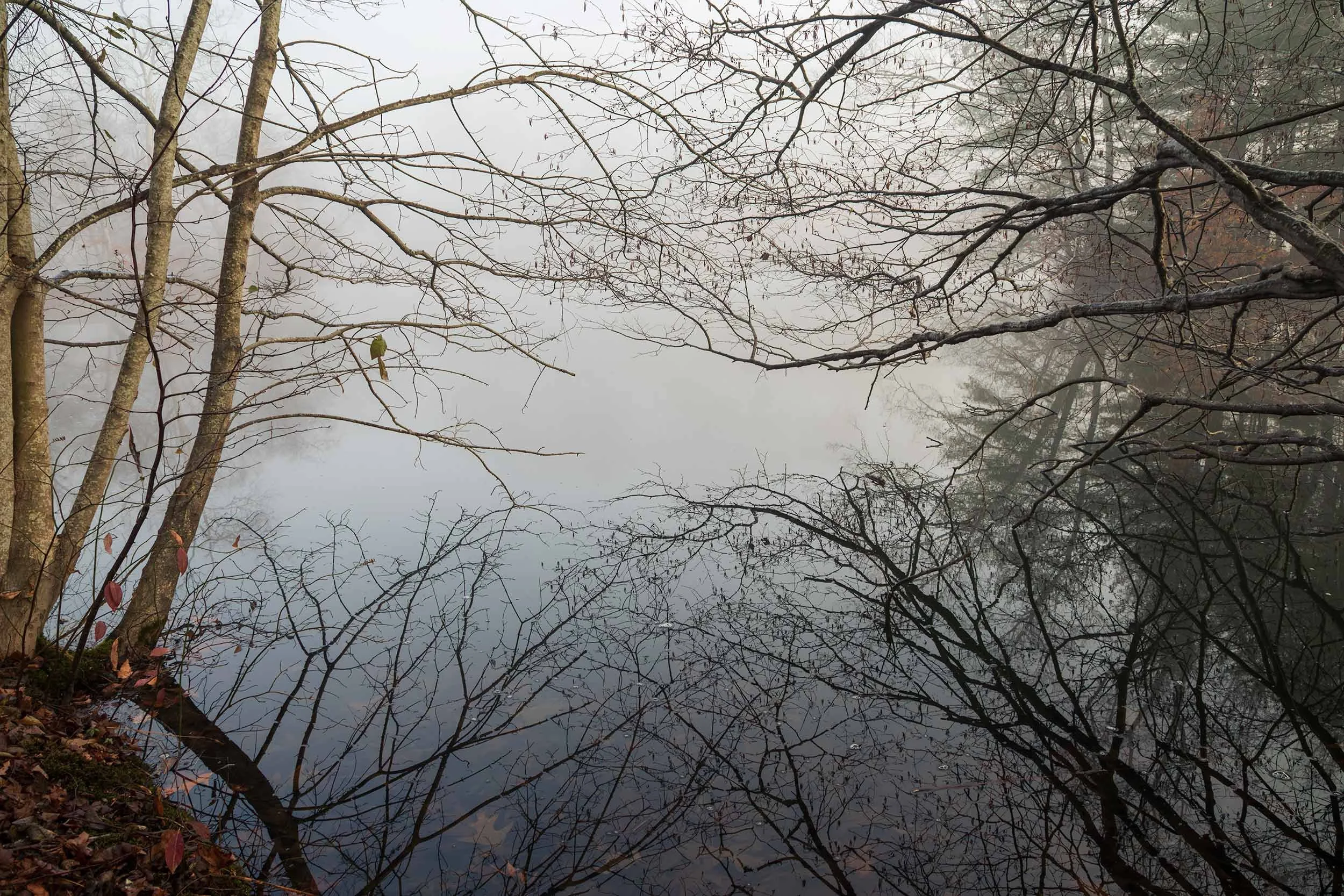 Winter Trees at the Lagoon