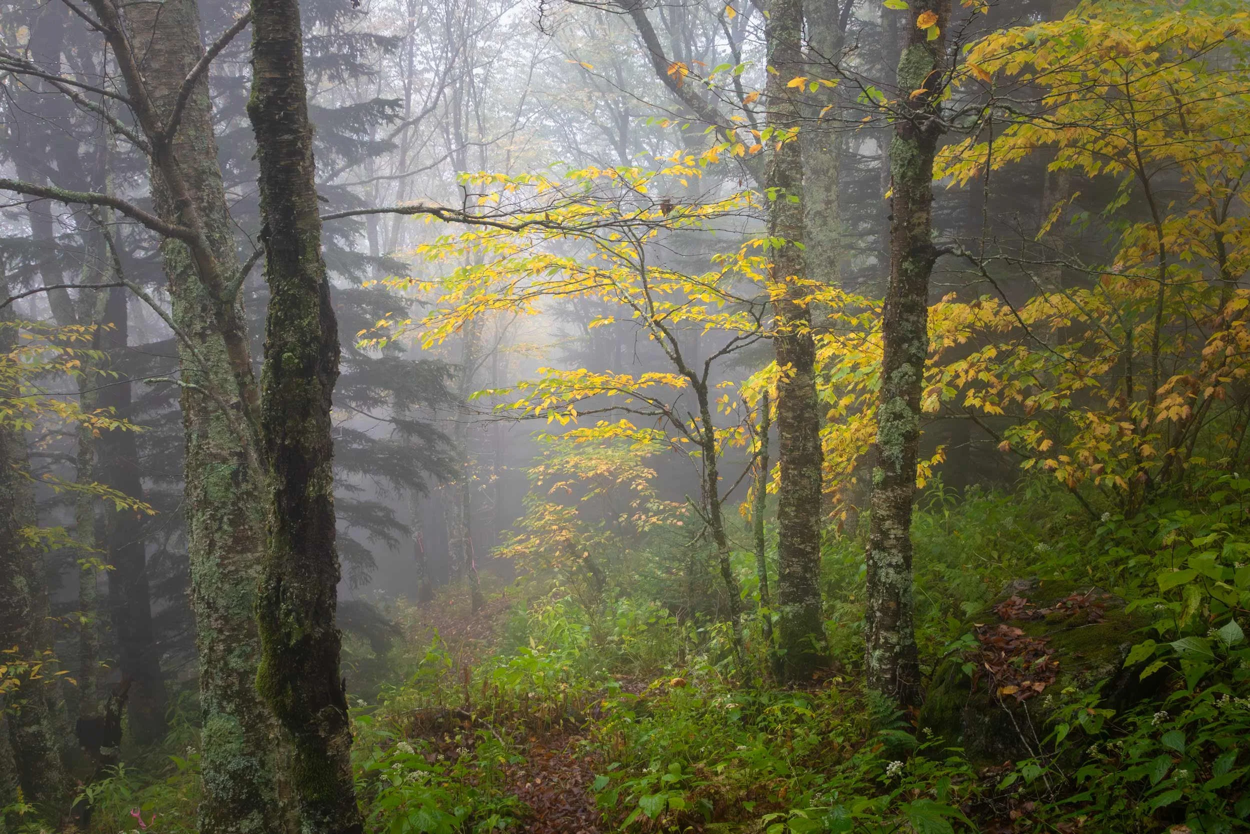 Autumn Beech Tree, Mount Mitchell N.C.