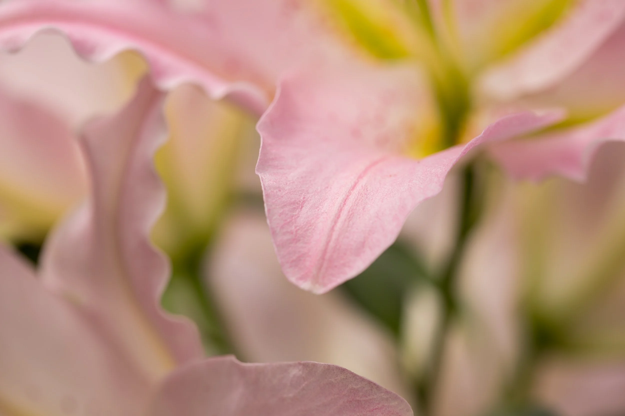 Pink Lily, Biltmore Gardens
