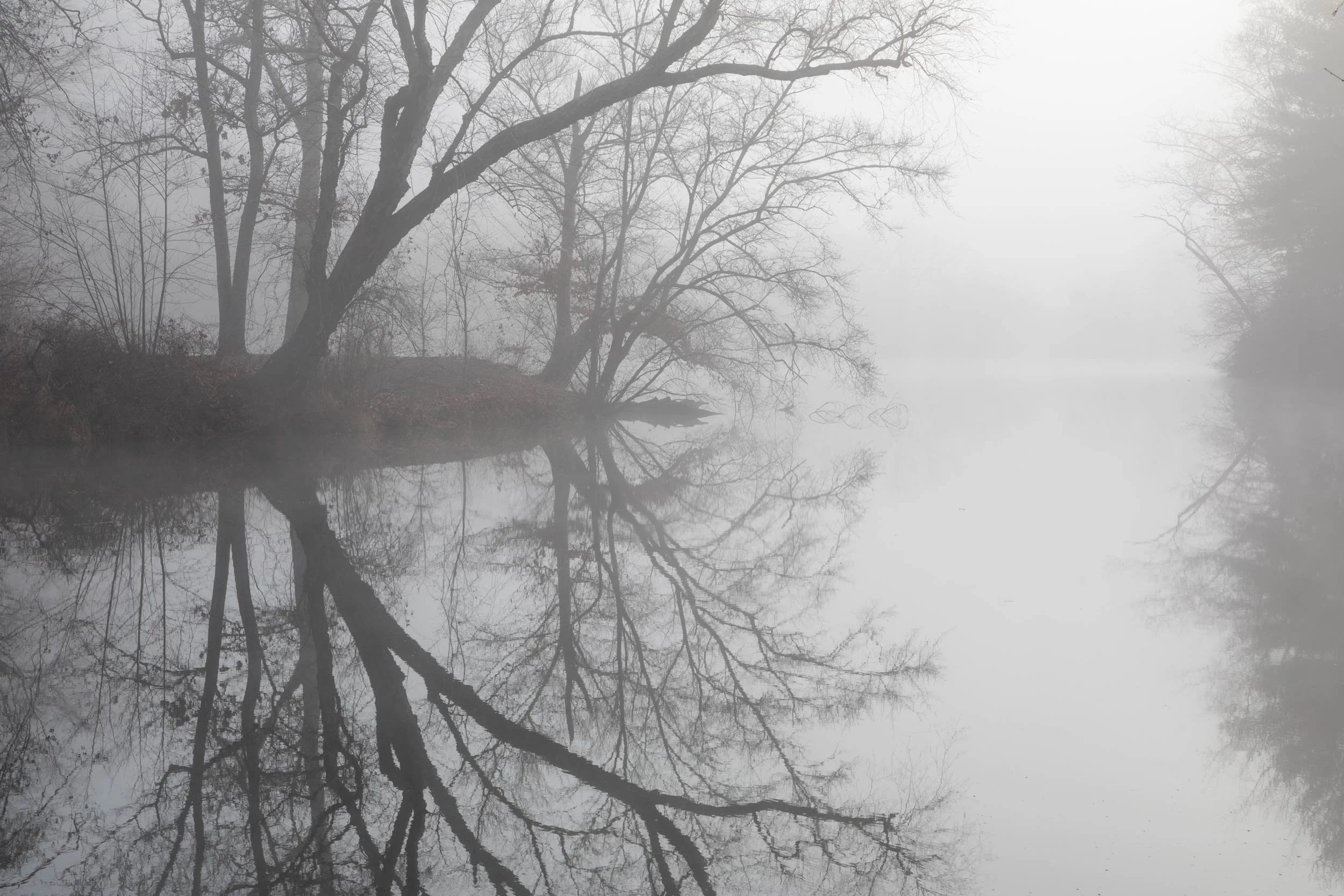 Lagoon Beech Tree Reflection