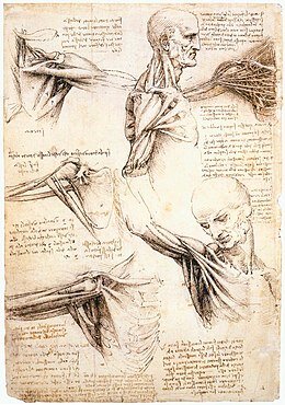 260px-Leonardo_da_Vinci_-_Anatomical_studies_of_the_shoulder_-_WGA12824.jpg