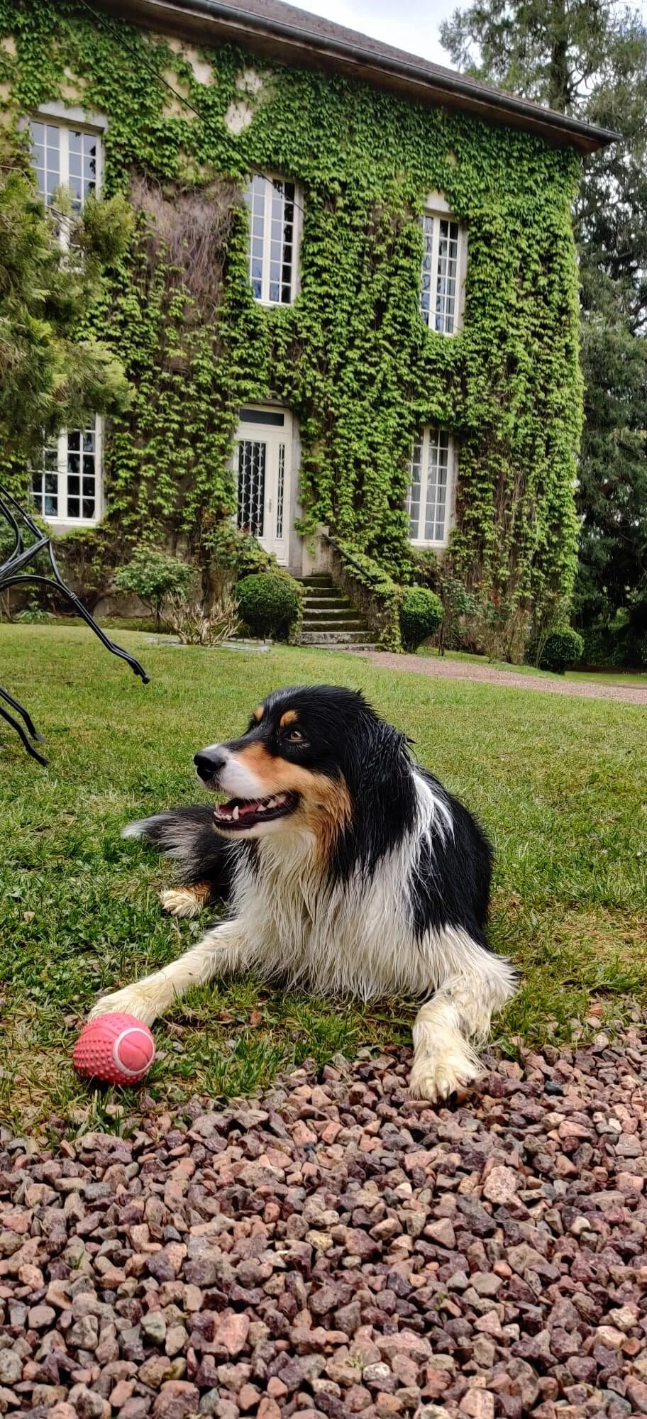 Berger Australien château de Chaumard  vigne .jpg