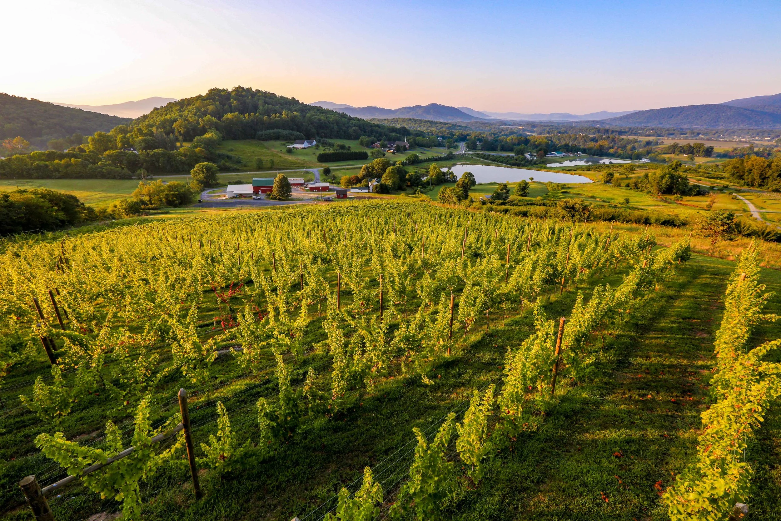 2b. Top of Vineyard view June 2018 (Photo credit_ Skip Rowland Photography).jpg