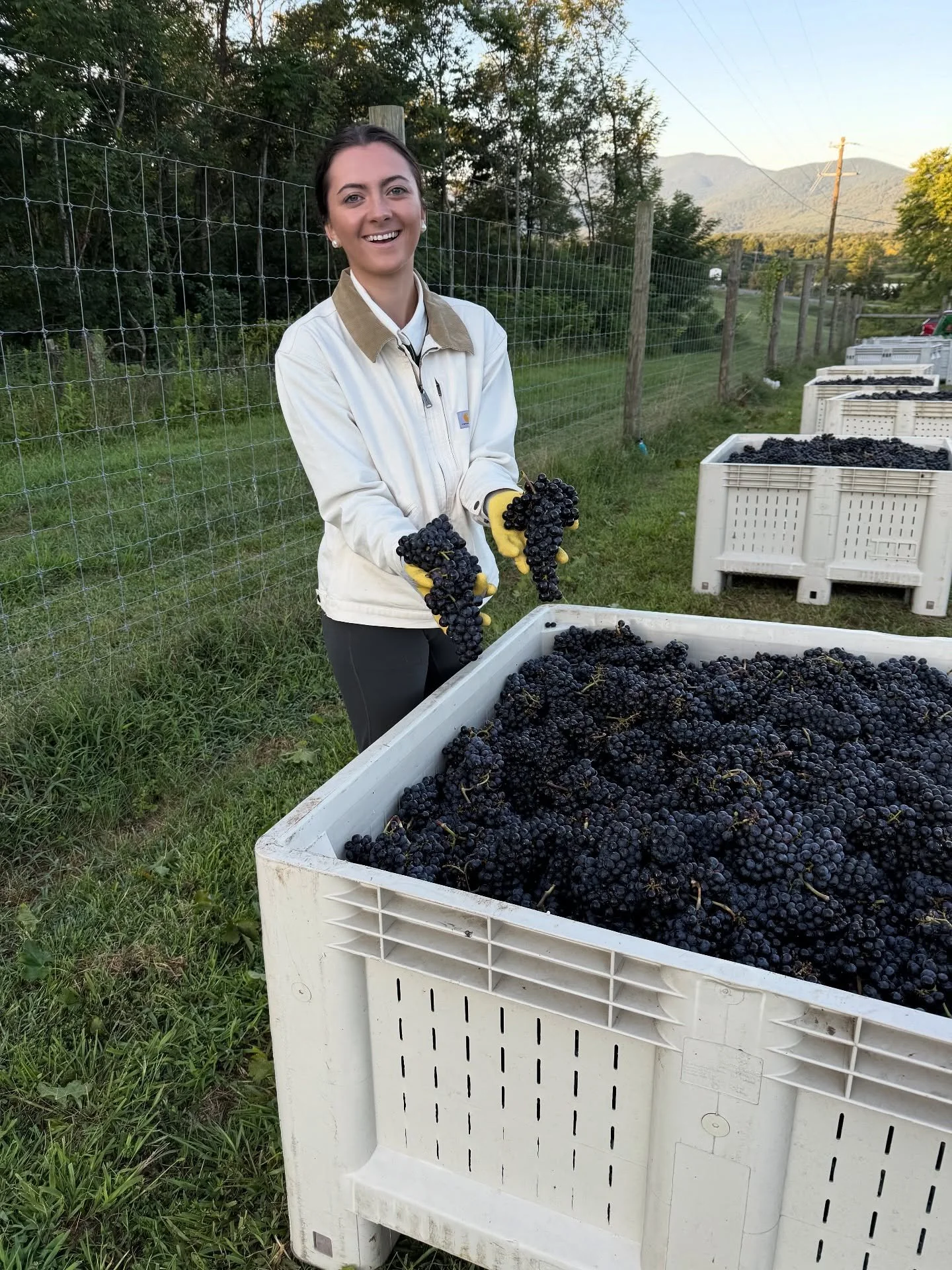 Merlot &gt; everything else today. 😉 We had a great 2025 Merlot harvest season. Celebrate National Merlot Day with a glass of one of our favorite fall pours!

Shop our wines online: valleyroadwines.com

#VAwine #Nelson151 #MonticelloWineTrail