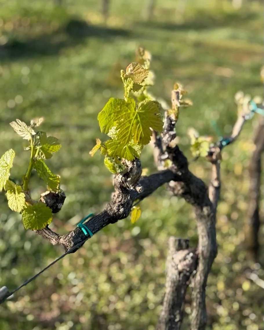 10 years later, it doesn&rsquo;t get any easier&hellip; Every April we celebrate the arrival of Spring and warm weather and the budding of the vines. 

And then we are not happy with Mother Nature when she takes a U-Turn and gives us multiple nights 