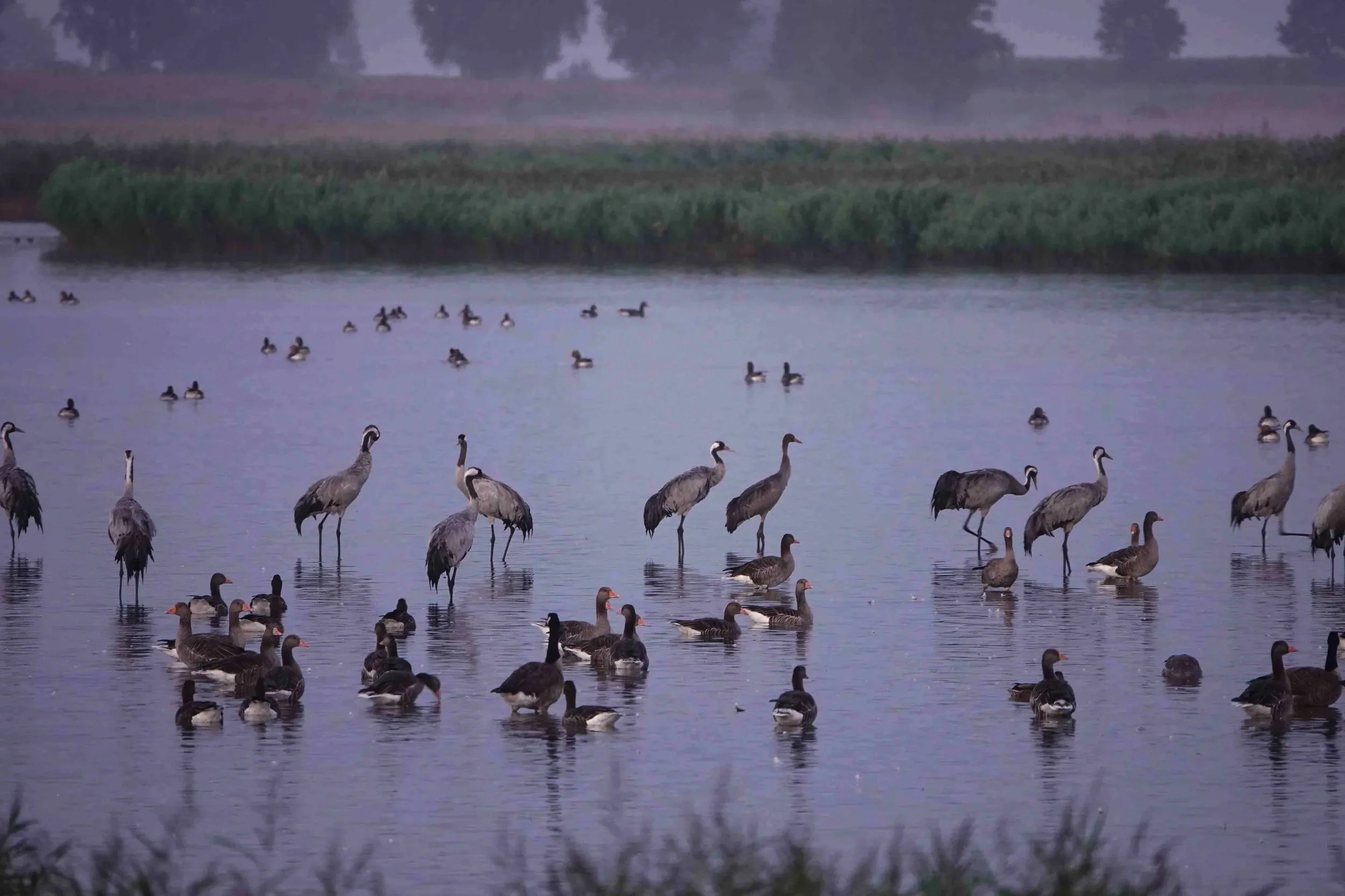 VORTRAG: Kraniche in Schleswig-Holstein - Die "Vögel des Glücks" sind zurück!
