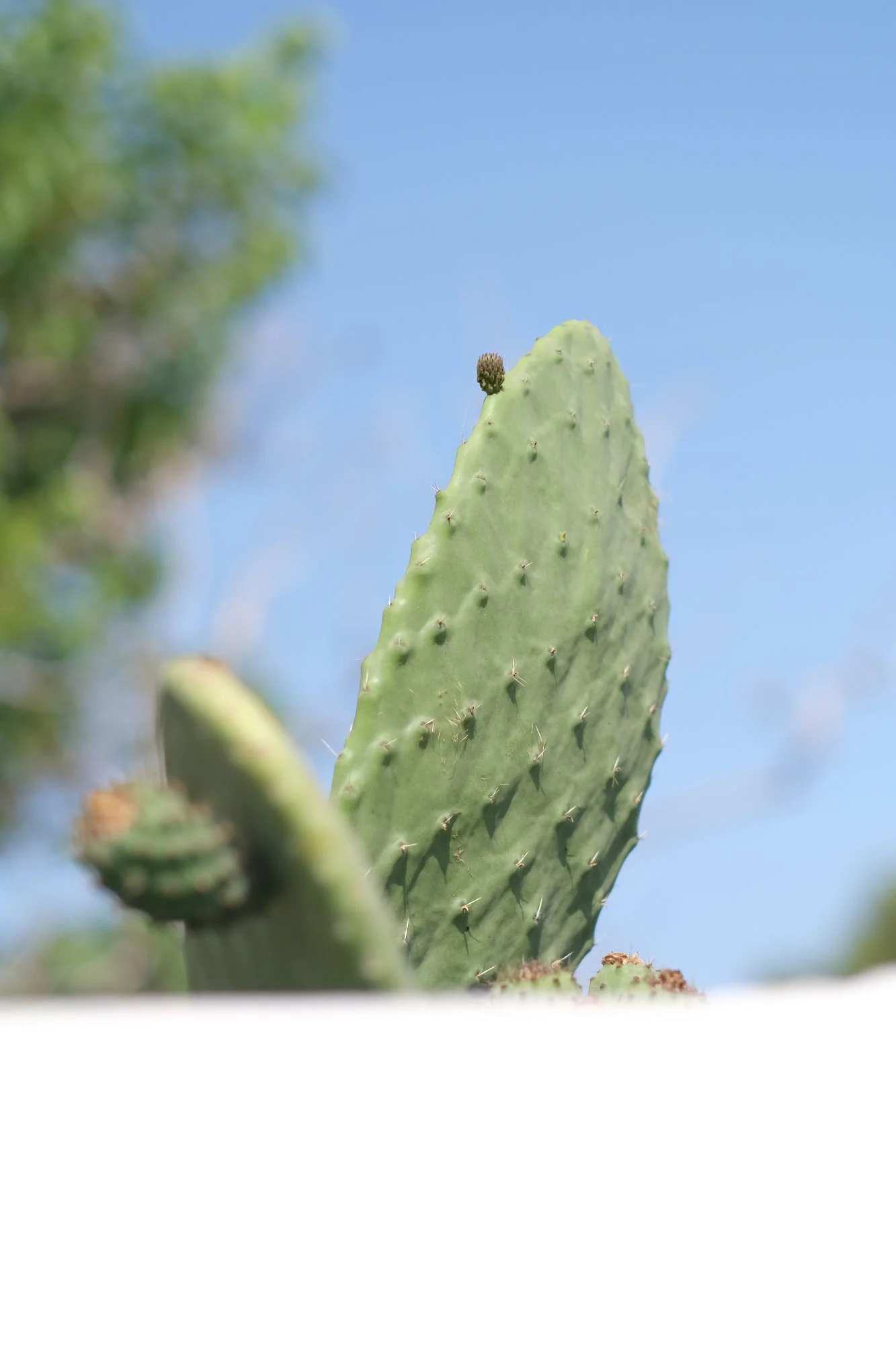 La natura ed il rapporto con il progetto. La macchia mediterranea prende parte alla costruzione dello spazio esterno.
