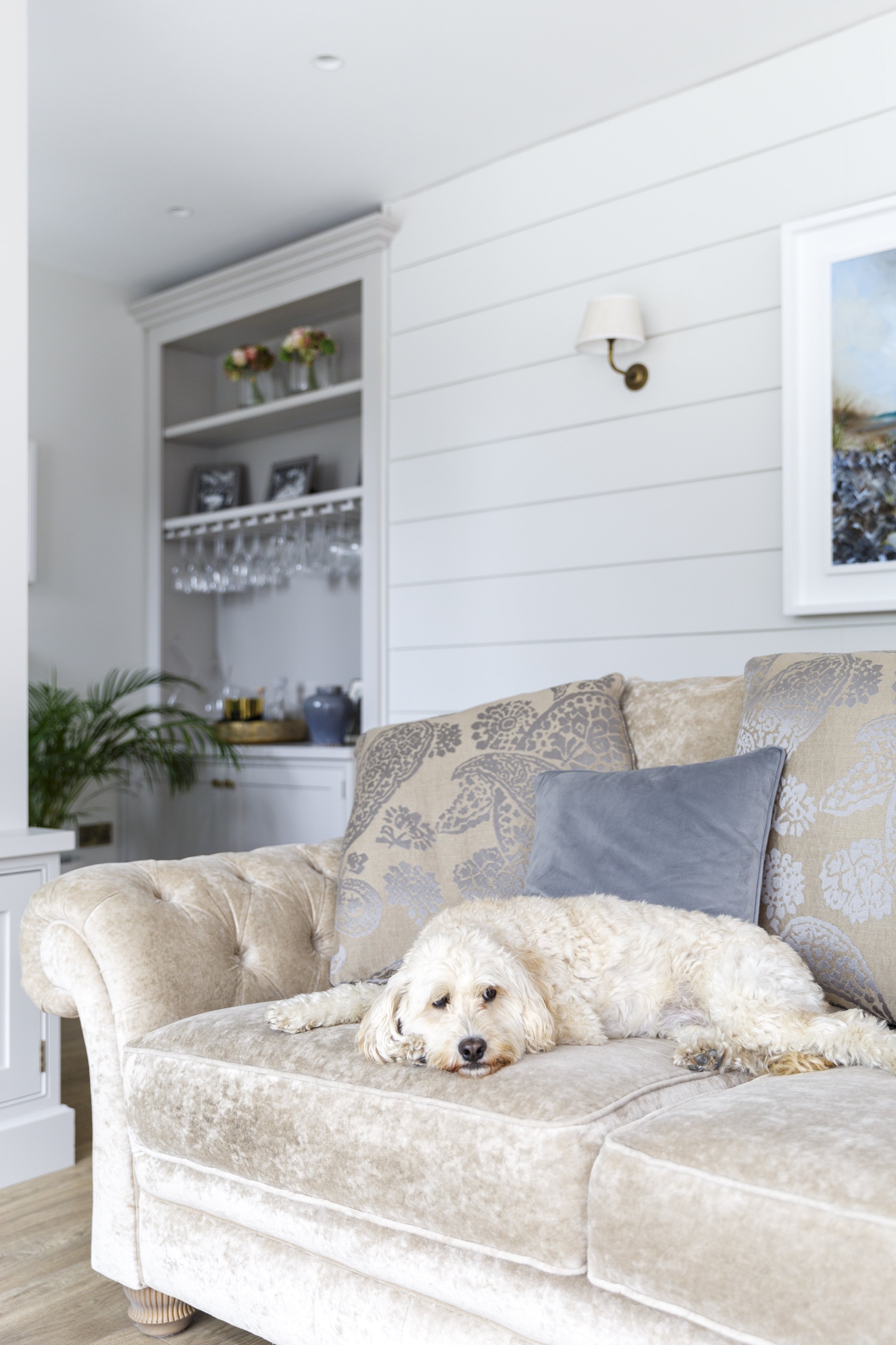 cute dog in new family living space by McNulty Smyth Associates