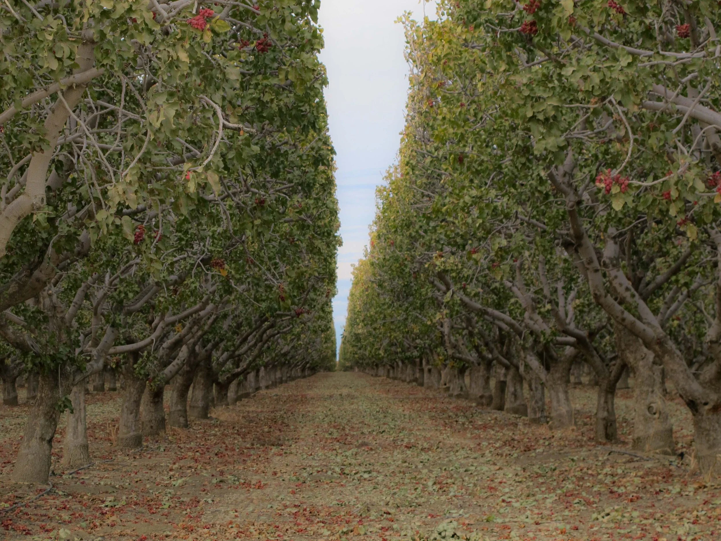 Pistachio trees, NM 