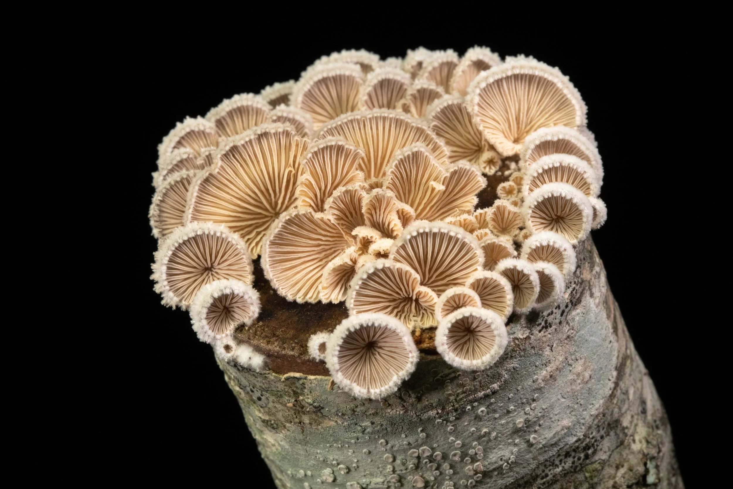  Schizophyllum commune (common split-gill) 