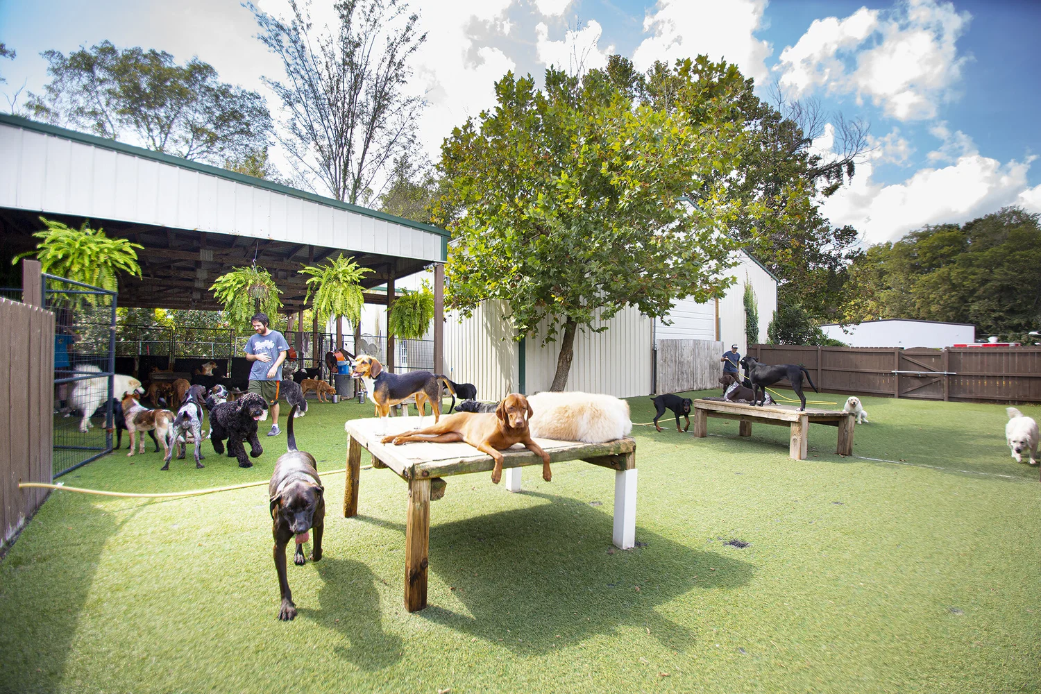 daycare pricing — Paw Pals Inc.