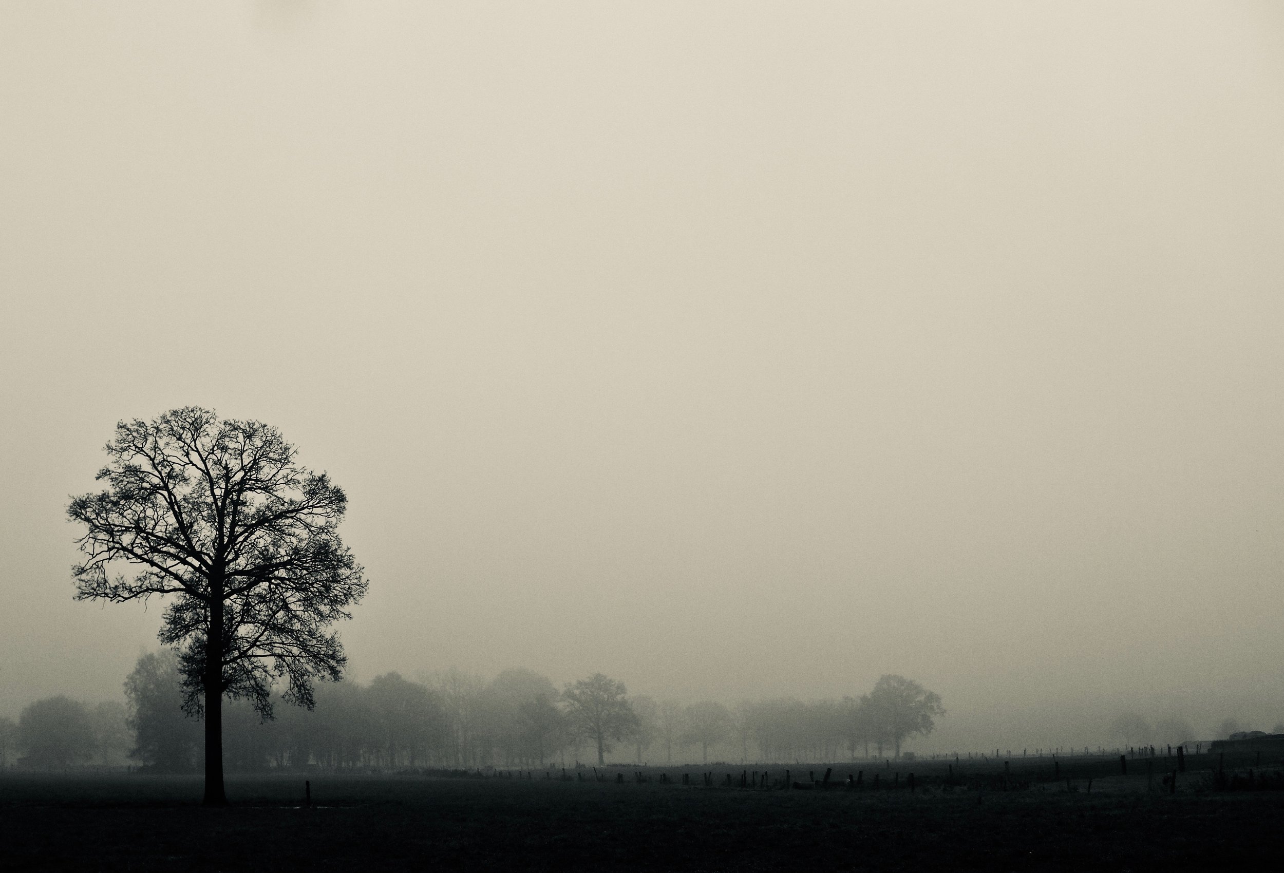 A Tree Grows In Belgium.jpg