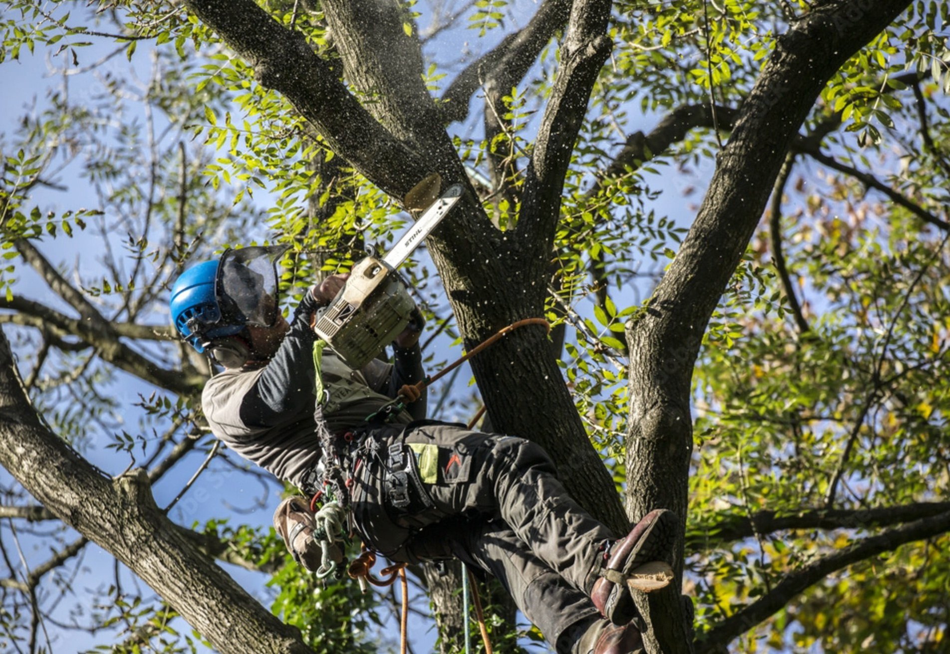 Greenleaf Tree & Property Services Tree Services Cardiff