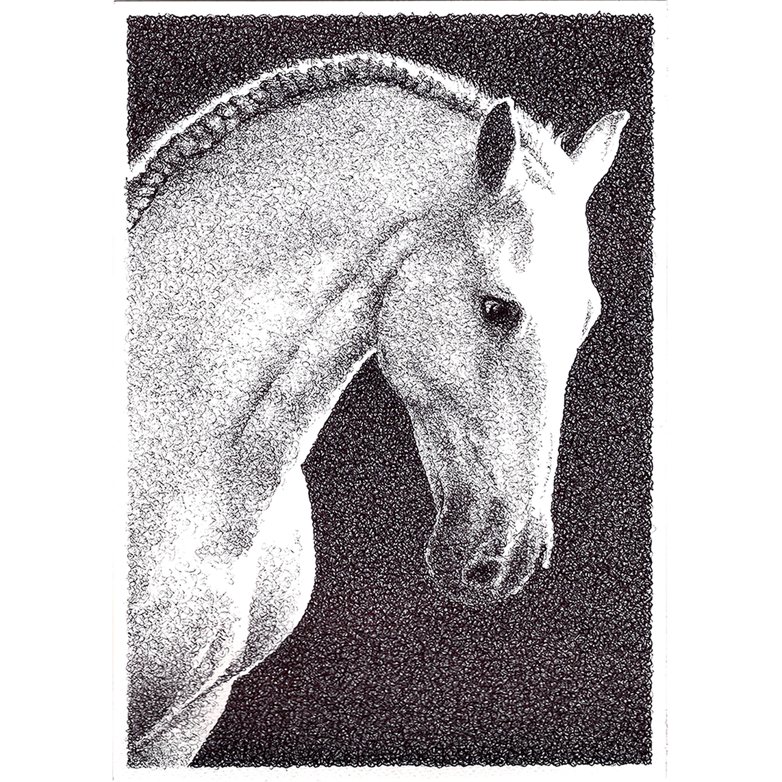 White horse