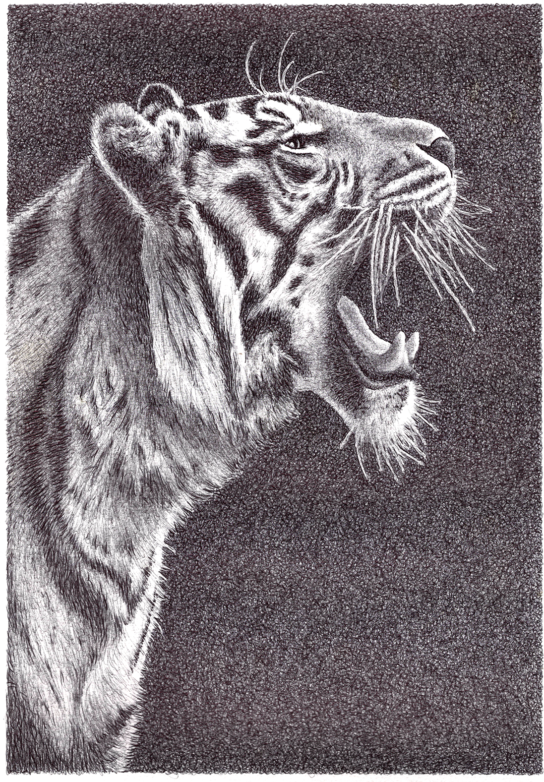Jacob Tiger website.png