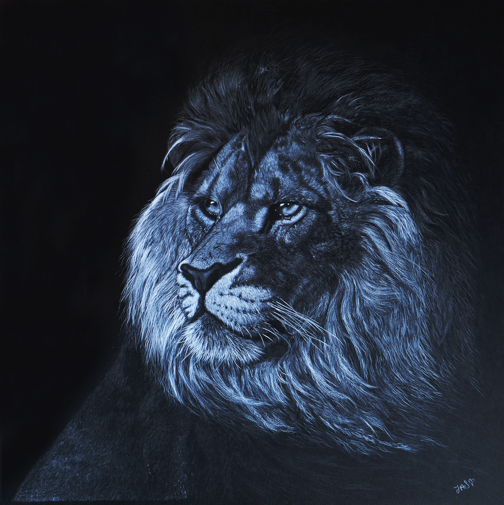 A Lions Gaze Jacqui web.png