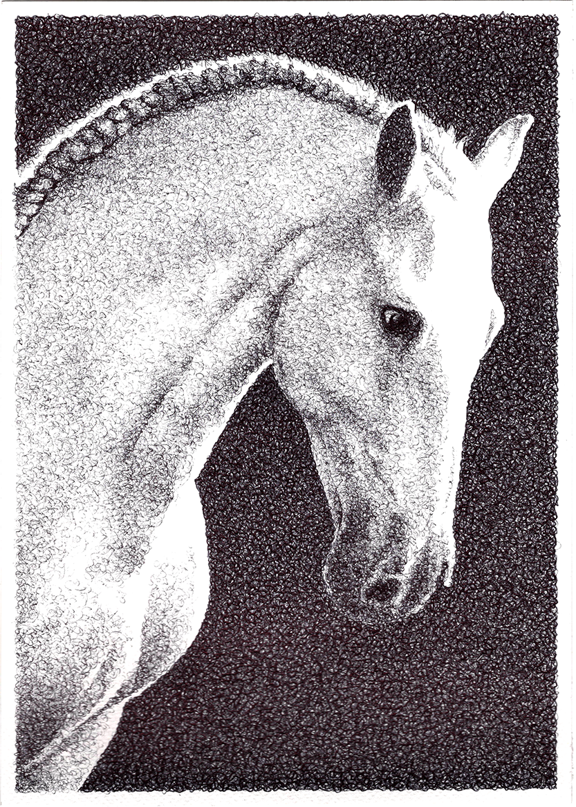 Jacob white horse wesbite.png