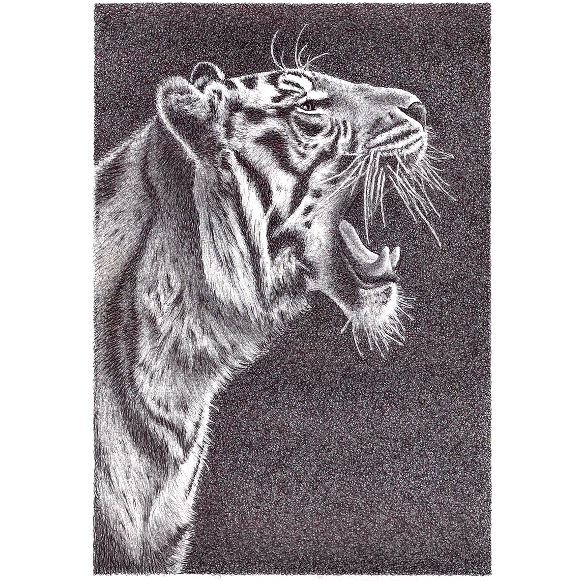 Tiger's roar thumb.png
