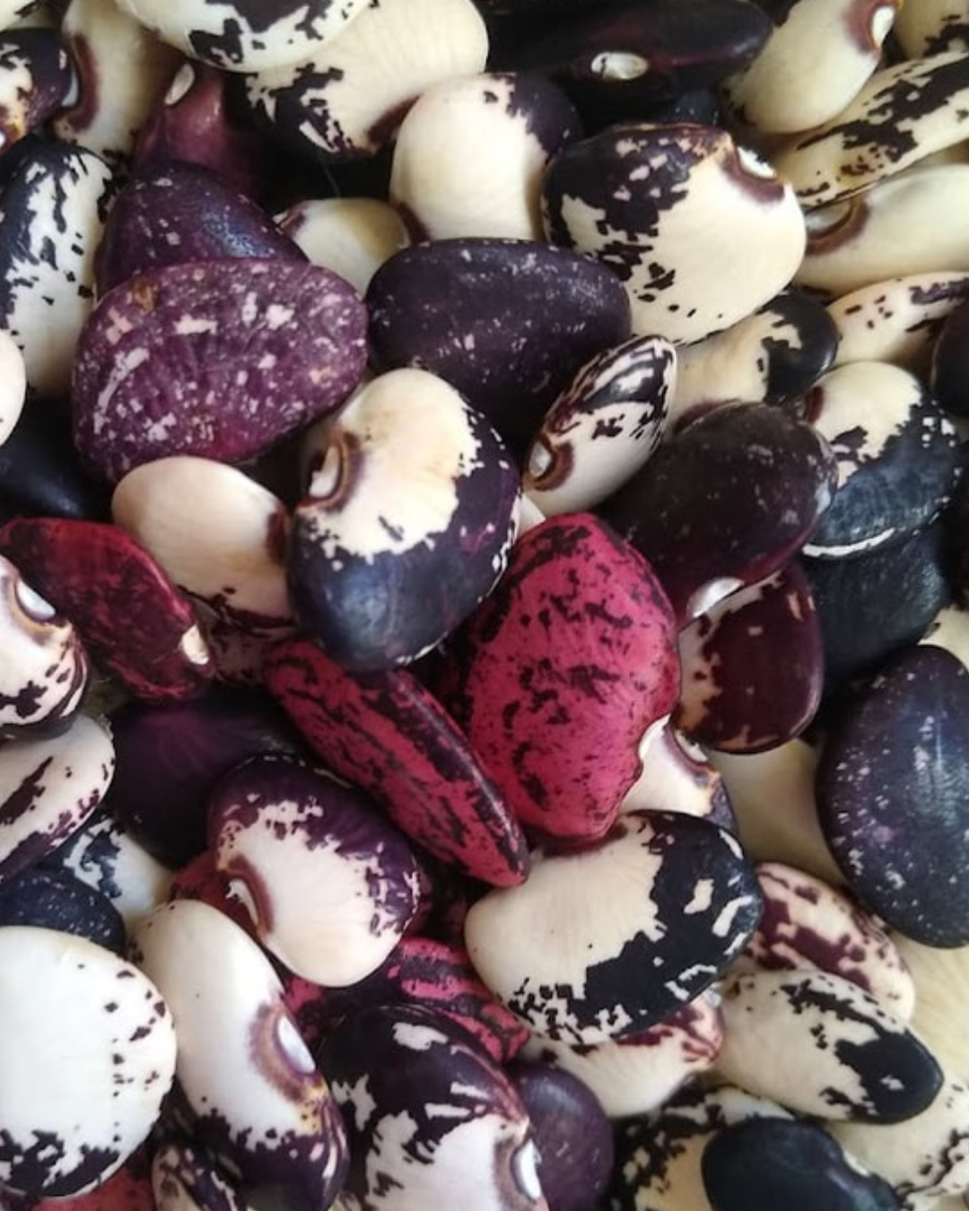 Helene Recovery this Week