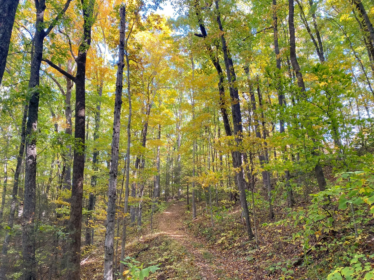 Flatwoods Multiuse Trail System | Discover Trails Now — Breaks ...