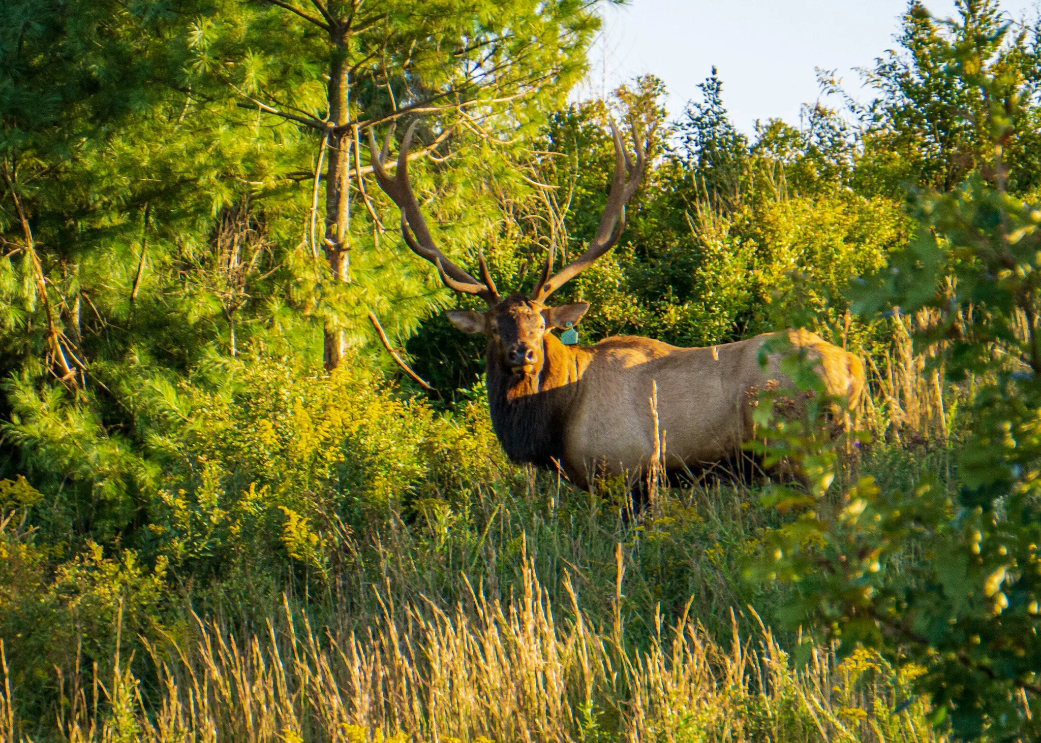 Elk Tours — Breaks Interstate Park