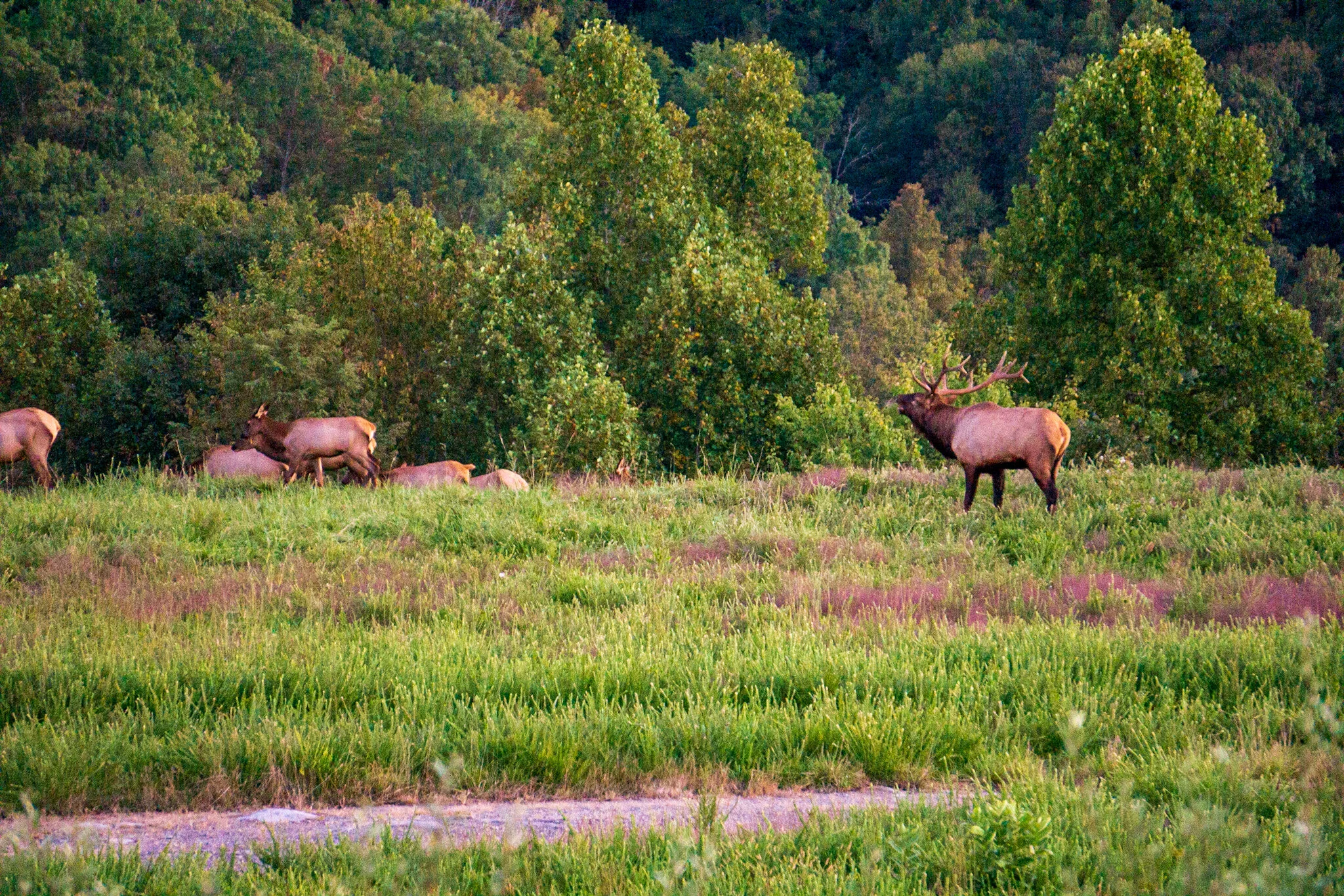 Elk Tours — Breaks Interstate Park
