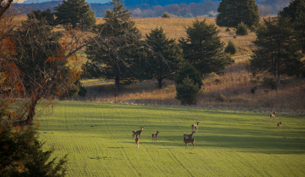 Managing Deer at Breaks Interstate Park: Restoring Balance
