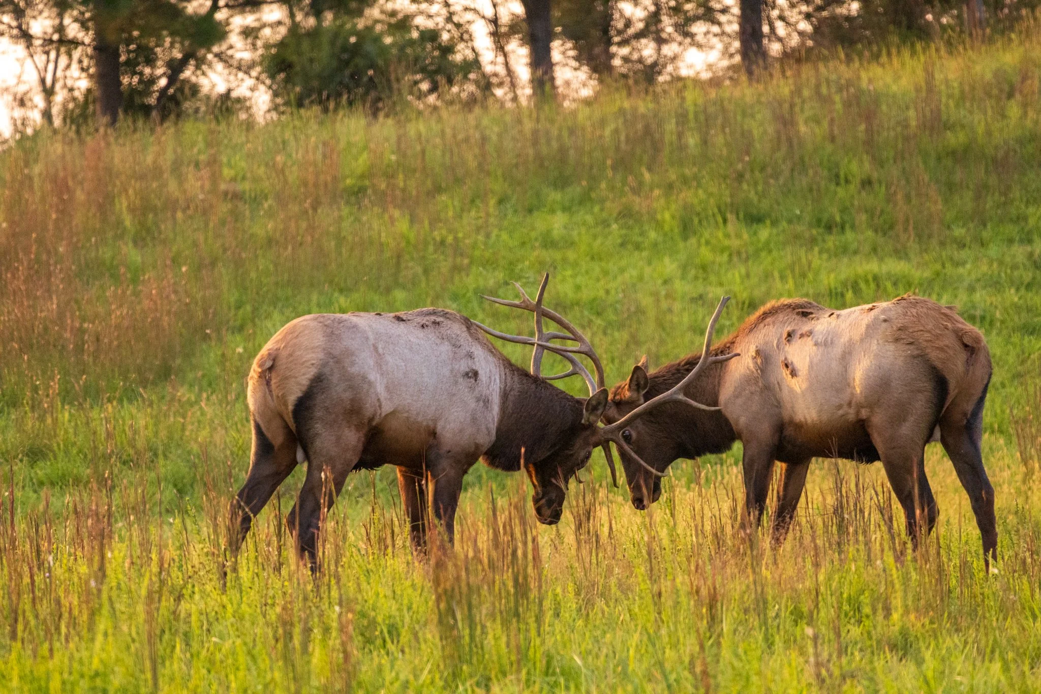 Fall Elk Tours