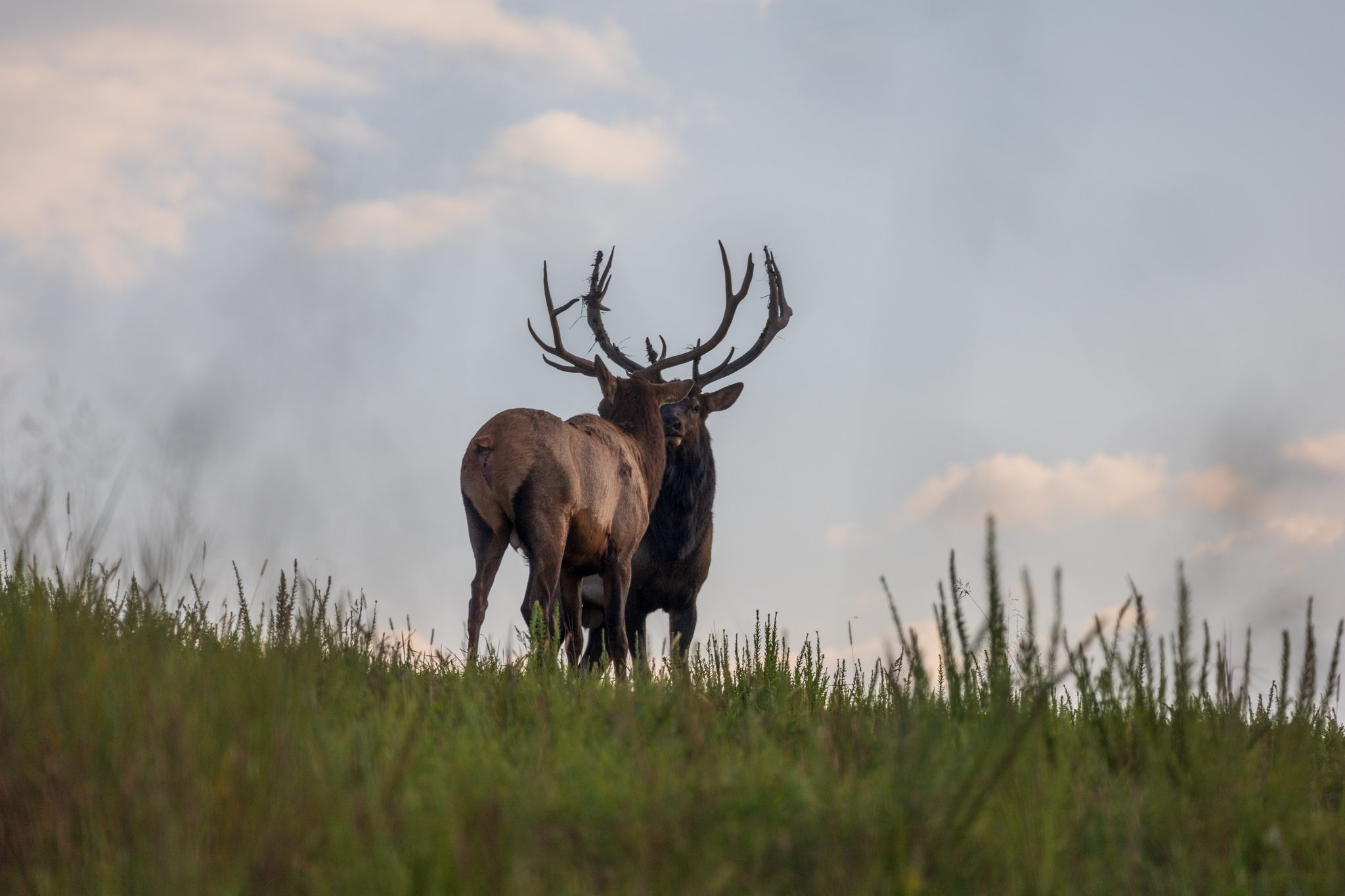 Spring Elk Tours Start